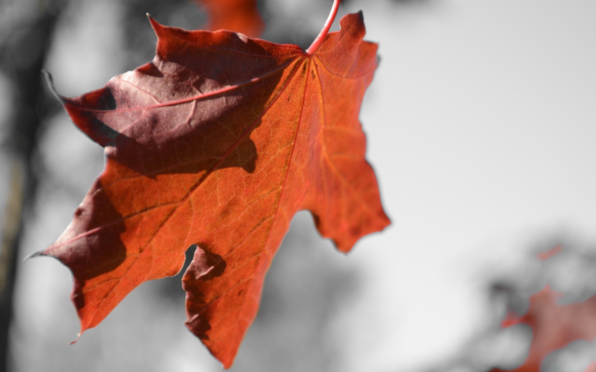 jesień jesień liść natura maple na zewnątrz jasny kolor