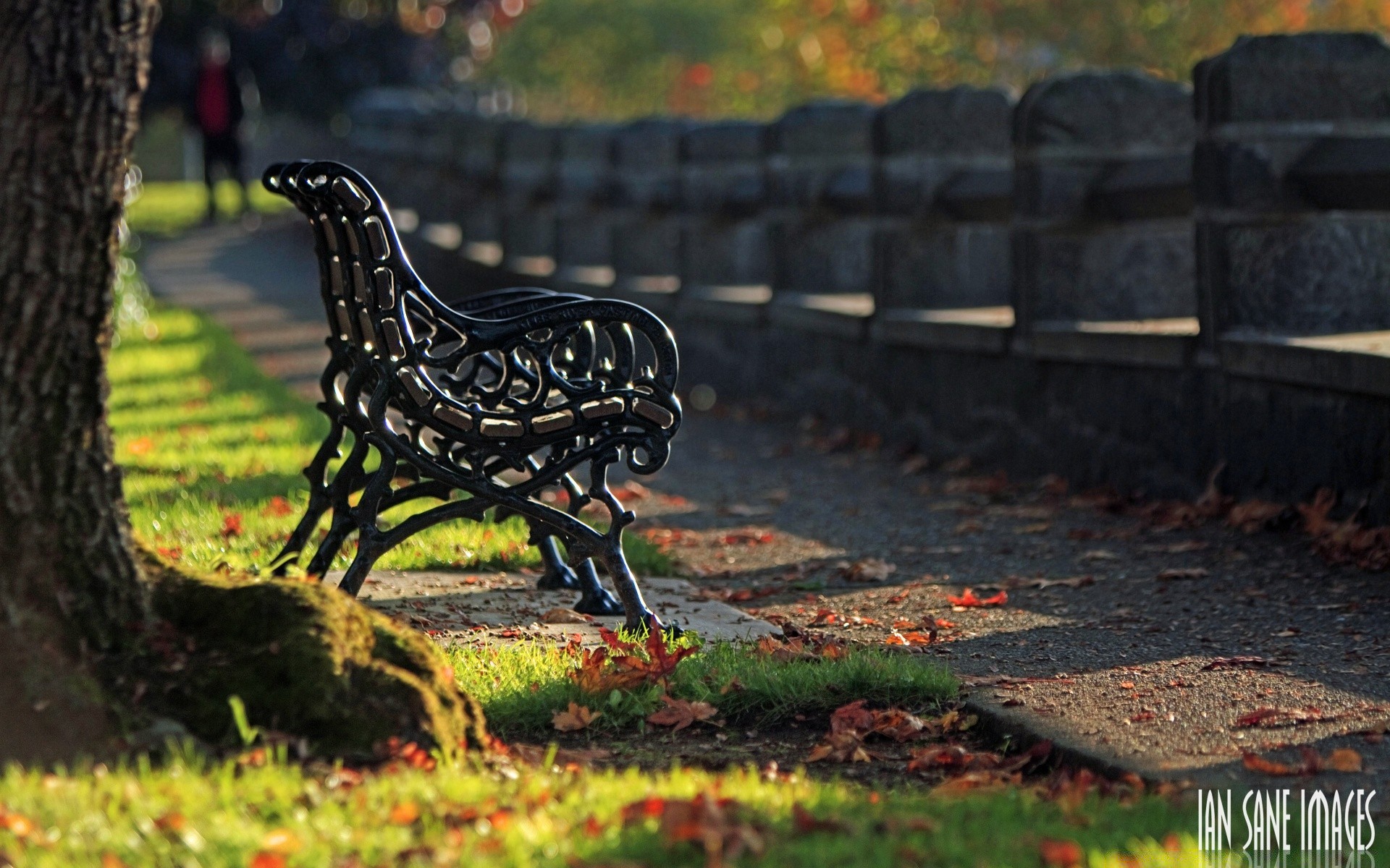 autumn outdoors nature wood grass leaf fall park bench garden old