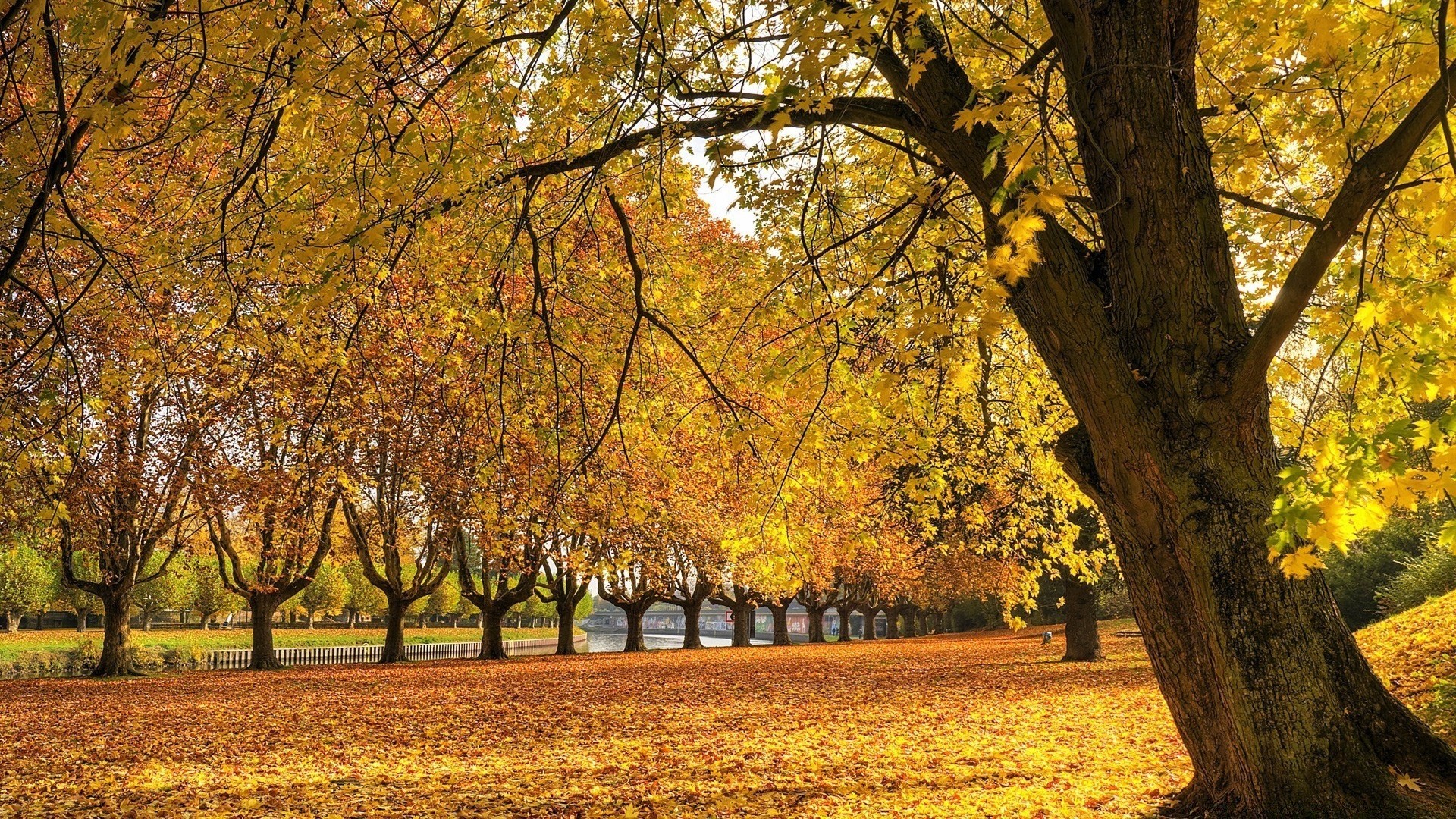 automne automne arbre feuille saison parc paysage érable bois branche or scénique nature scène paysages guide environnement lumineux à l extérieur beau temps couleur