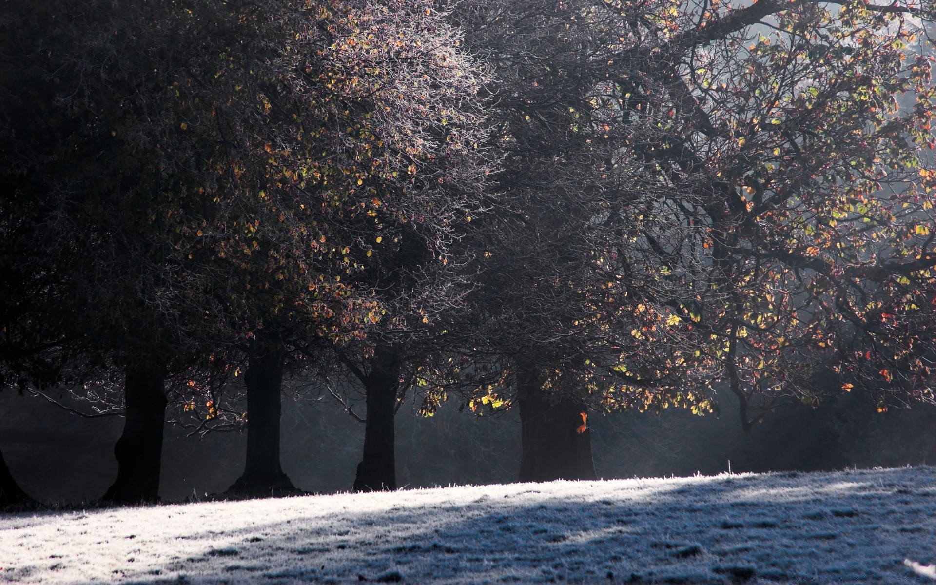 outono árvore inverno paisagem outono natureza neve ramo luz ao ar livre água parque folha