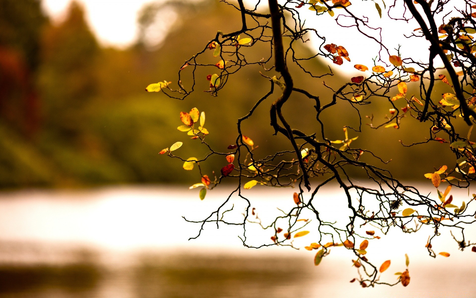 automne arbre automne branche nature saison feuille bureau soleil or couleur lumière paysage flore beau temps à l extérieur bois aube environnement fleur