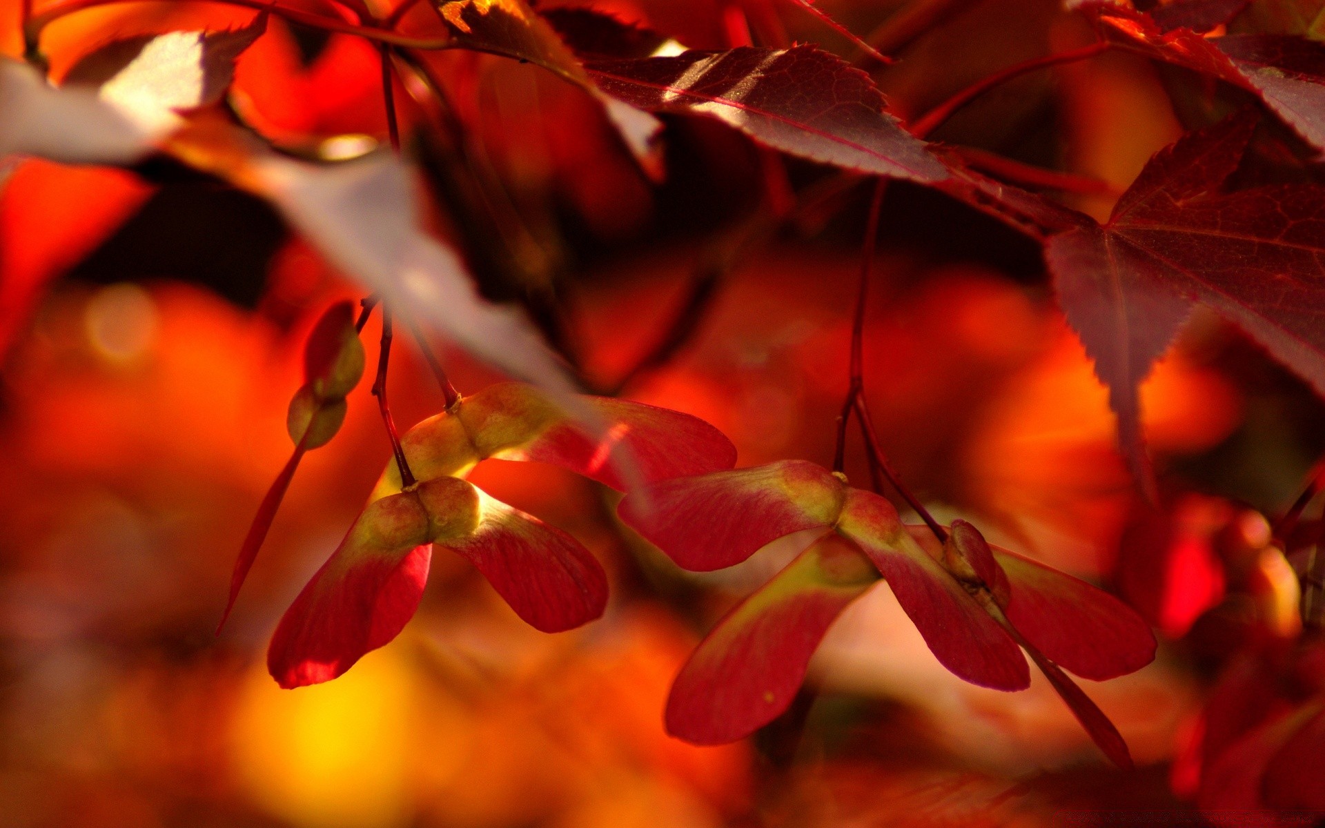 otoño hoja otoño color naturaleza flora árbol jardín abstracto luz temporada brillante escritorio hermoso textura rama flor oro desenfoque