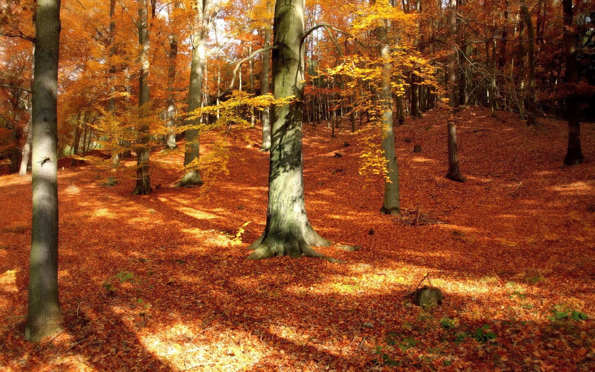 autunno autunno foglia albero legno natura paesaggio parco guida stagione all aperto bel tempo luce scenico sentiero ambiente ramo flora oro lussureggiante