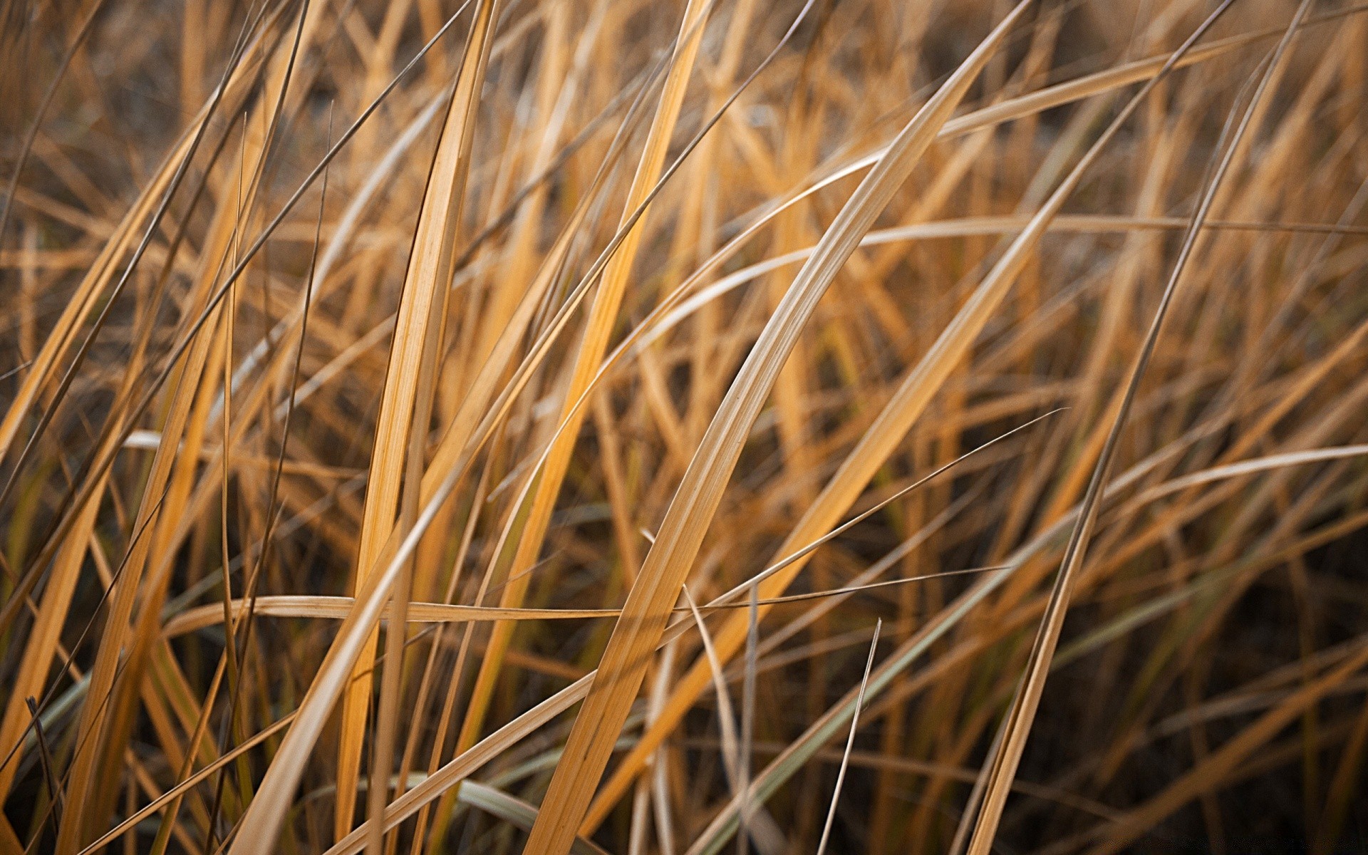 herbst natur gras gold heu trocken stroh im freien