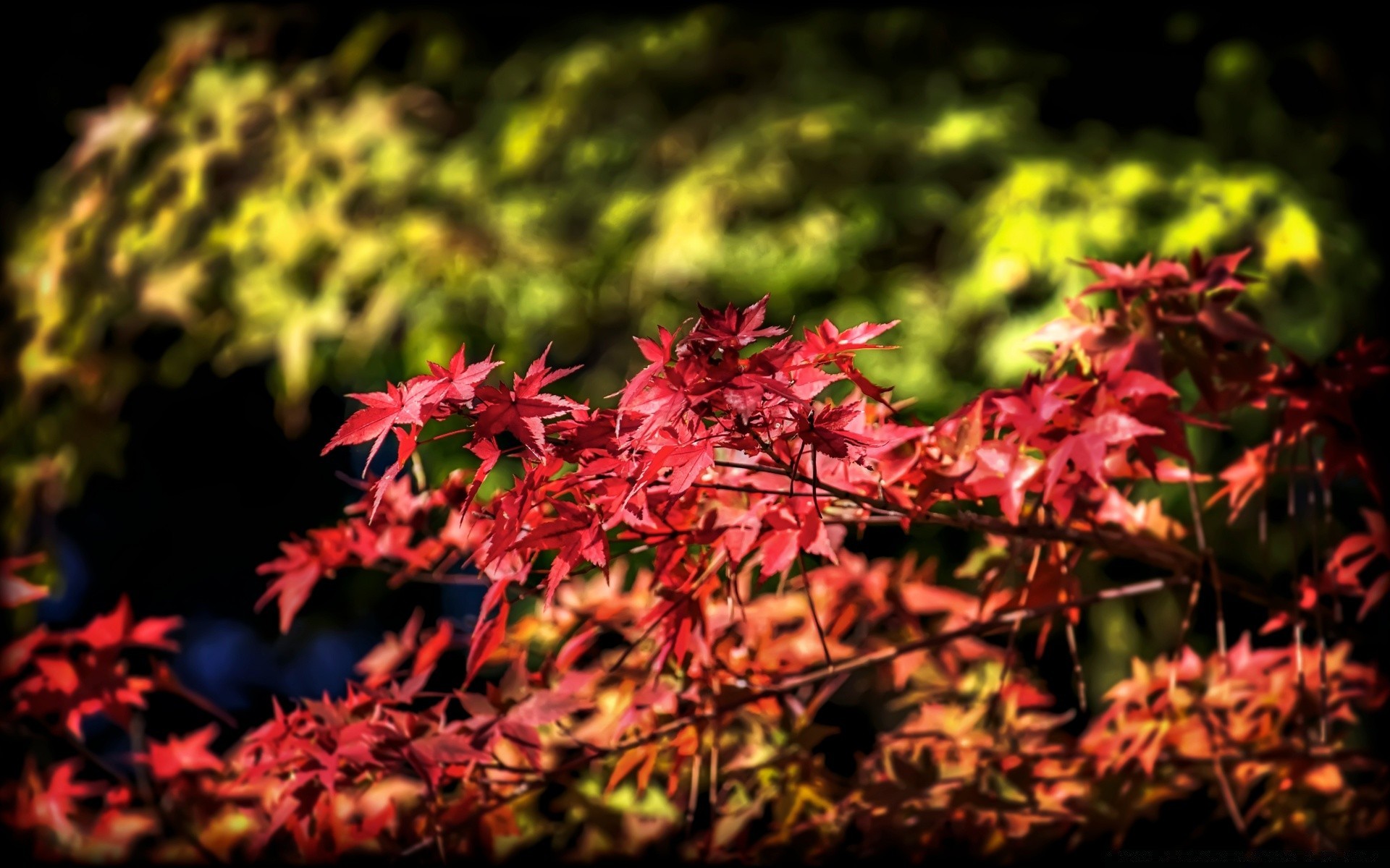 autunno foglia autunno natura albero stagione flora maple outdoor parco di legno di colore brillante giardino in crescita bel tempo