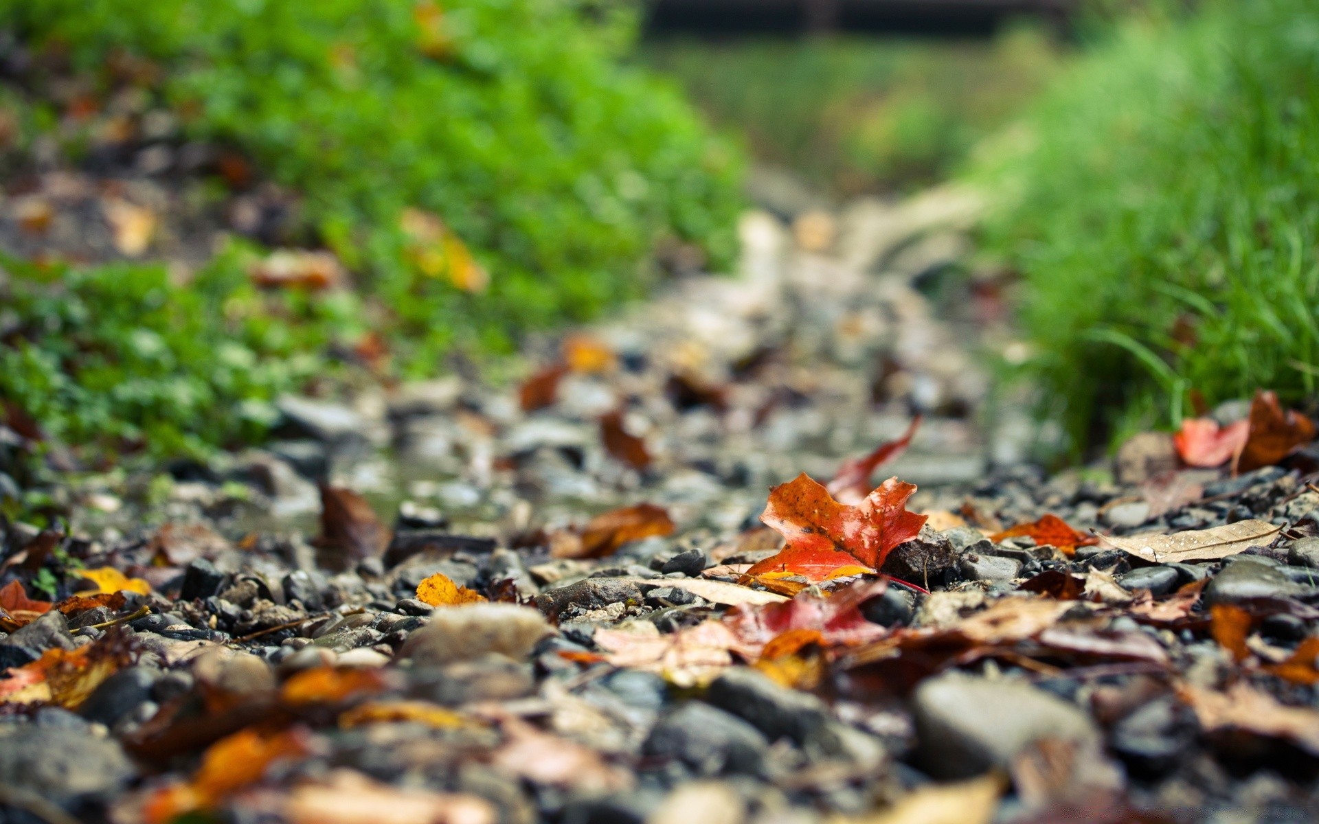 automne feuille automne nature à l extérieur flore environnement sol bureau jardin saison couleur alimentaire gros plan bois