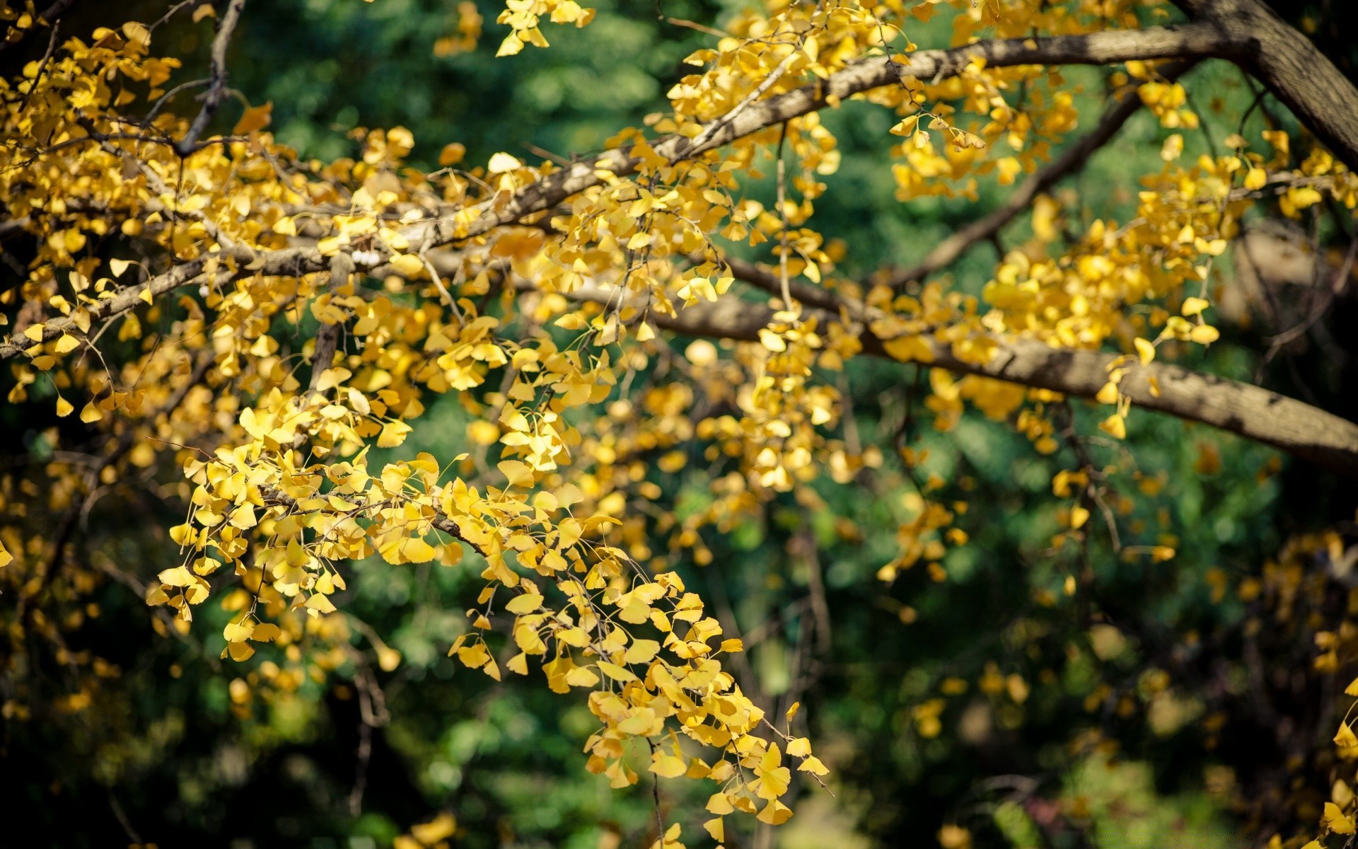 autumn tree flora nature branch leaf flower garden season blooming growth fruit color close-up outdoors floral environment botanical shrub agriculture