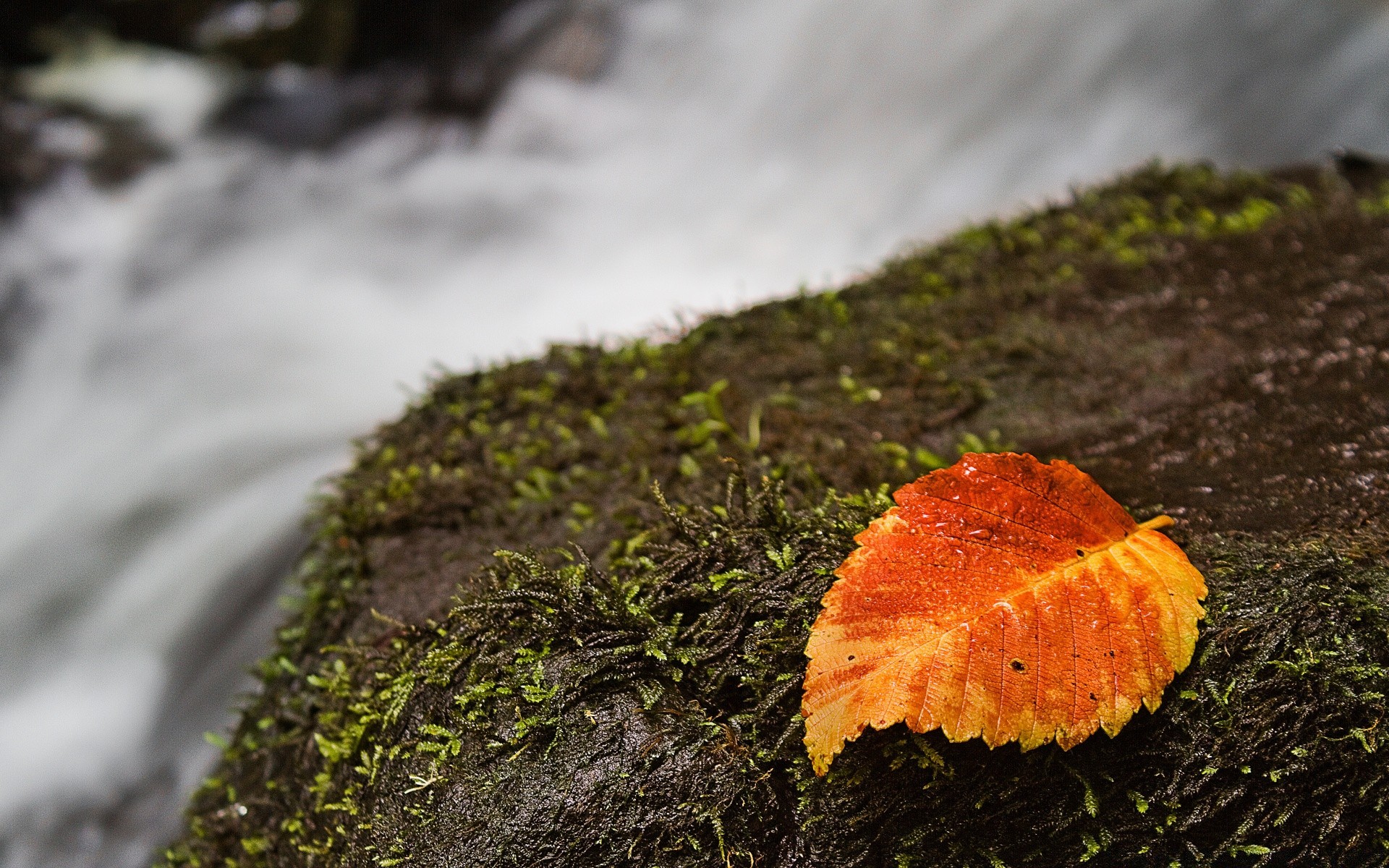 otoño musgo otoño naturaleza al aire libre hoja madera hongo borrosidad árbol crecimiento luz del día