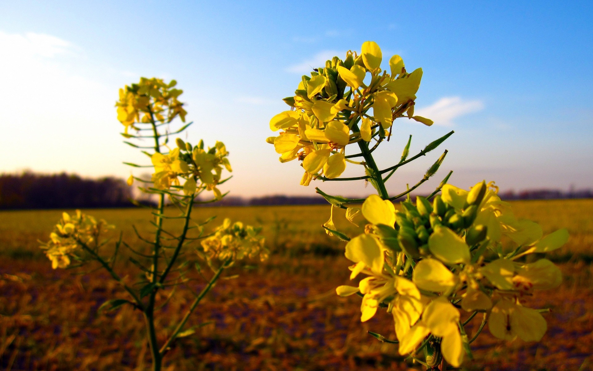 autunno natura fiore campo flora foglia all aperto albero bel tempo estate stagione luminoso colore sole agricoltura crescita paesaggio