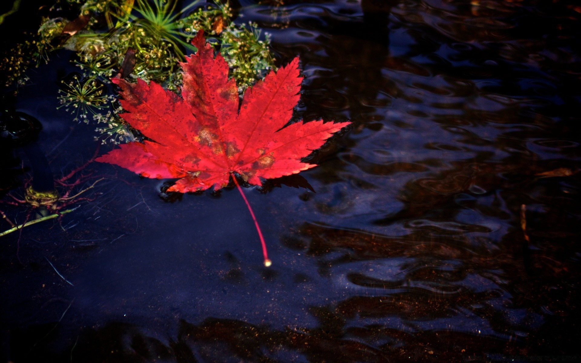 autumn leaf nature fall water outdoors color flora