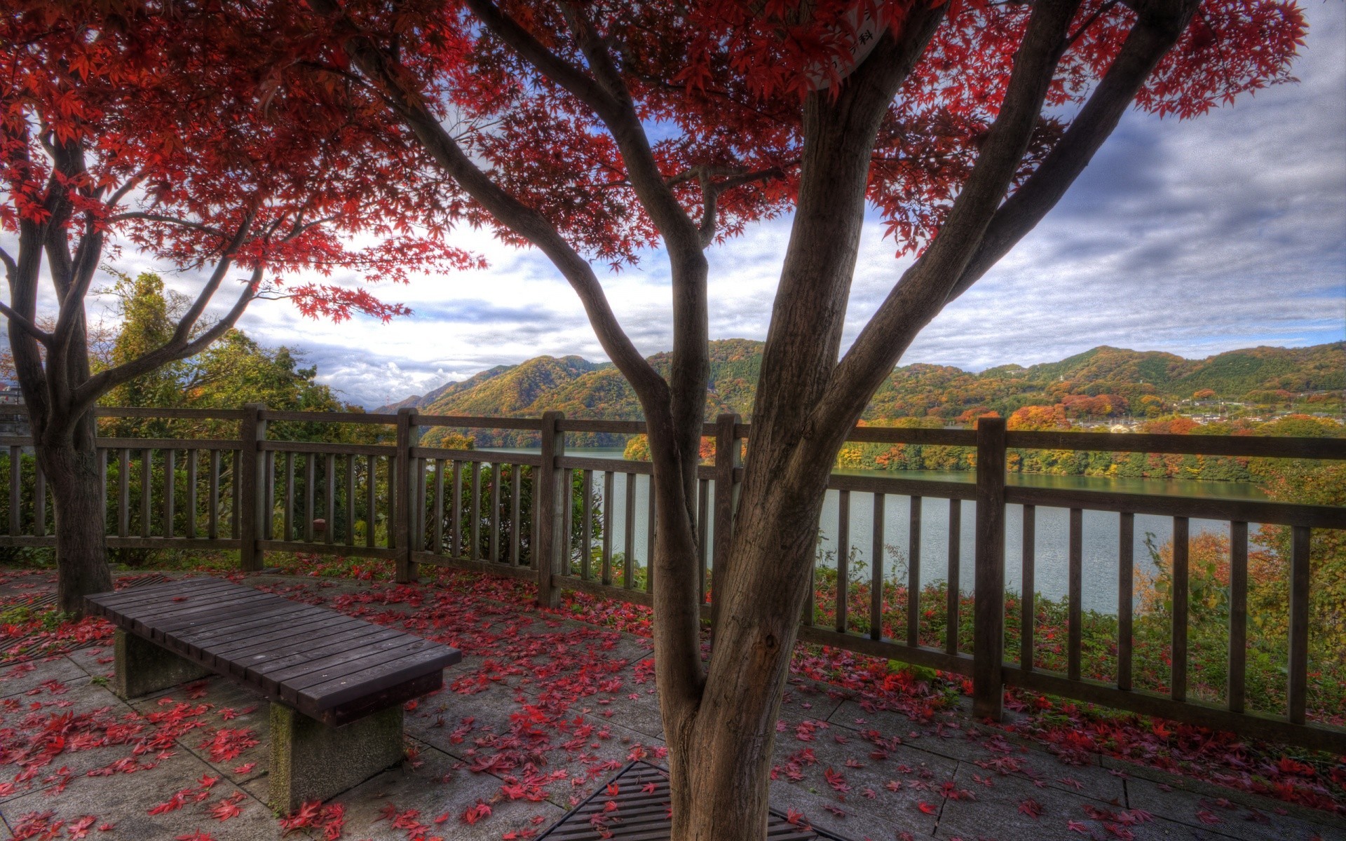 autunno albero paesaggio parco legno giardino panchina foglia all aperto