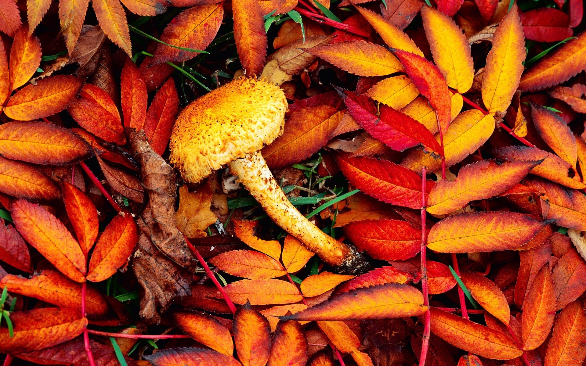 autumn food desktop healthy close-up vegetable cooking