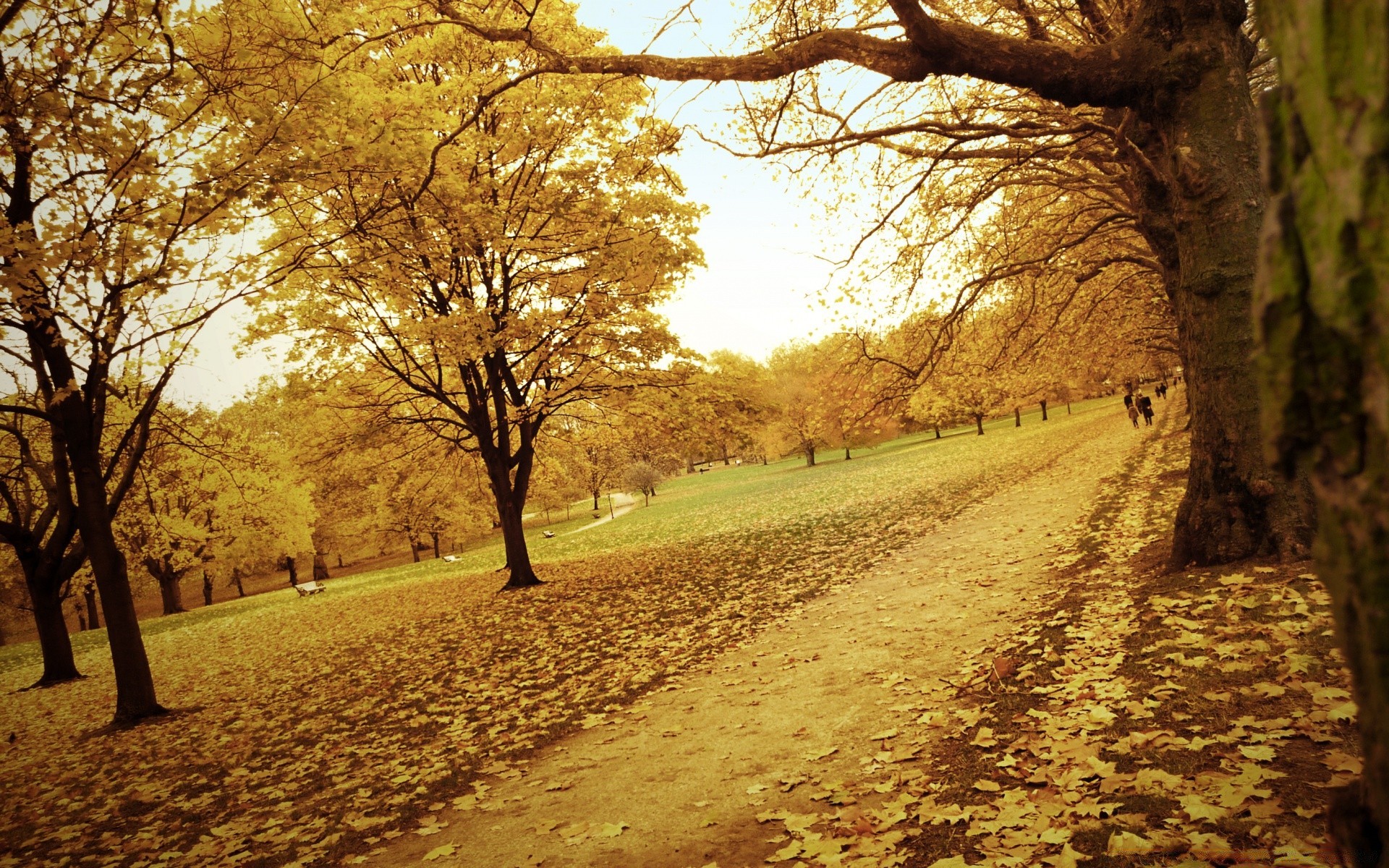 otoño árbol otoño camino callejón paisaje madera guía parque hoja naturaleza camino amanecer al aire libre campo rama buen tiempo temporada escénico callejón