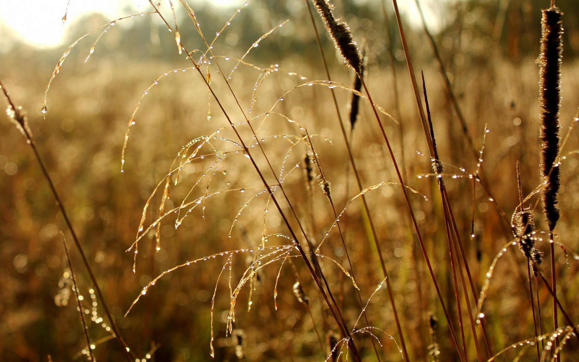 autumn dawn nature field sun grass summer rural fair weather flora close-up dew gold dry outdoors growth seed farm fall leaf cereal