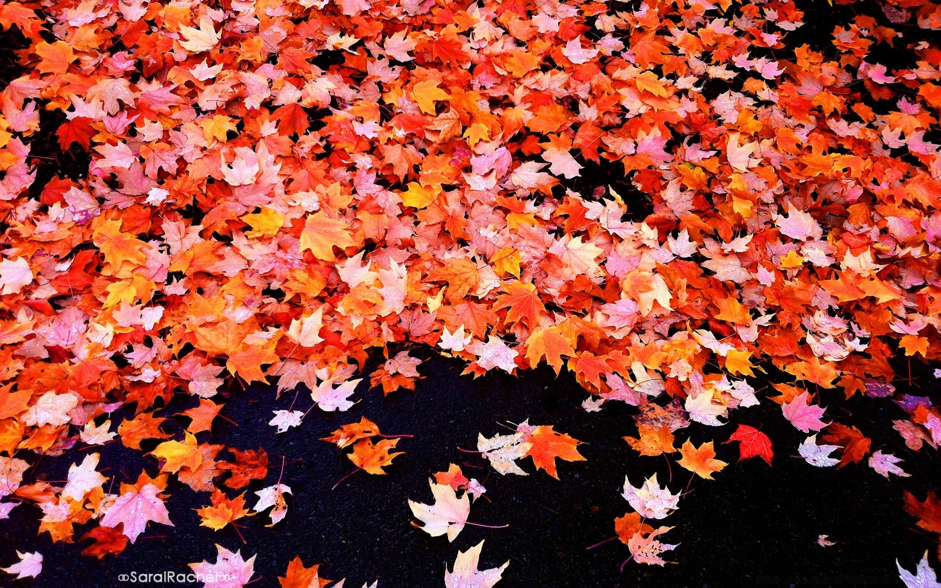 autumn fall leaf season desktop color maple nature pattern texture bright abstract flora gold outdoors