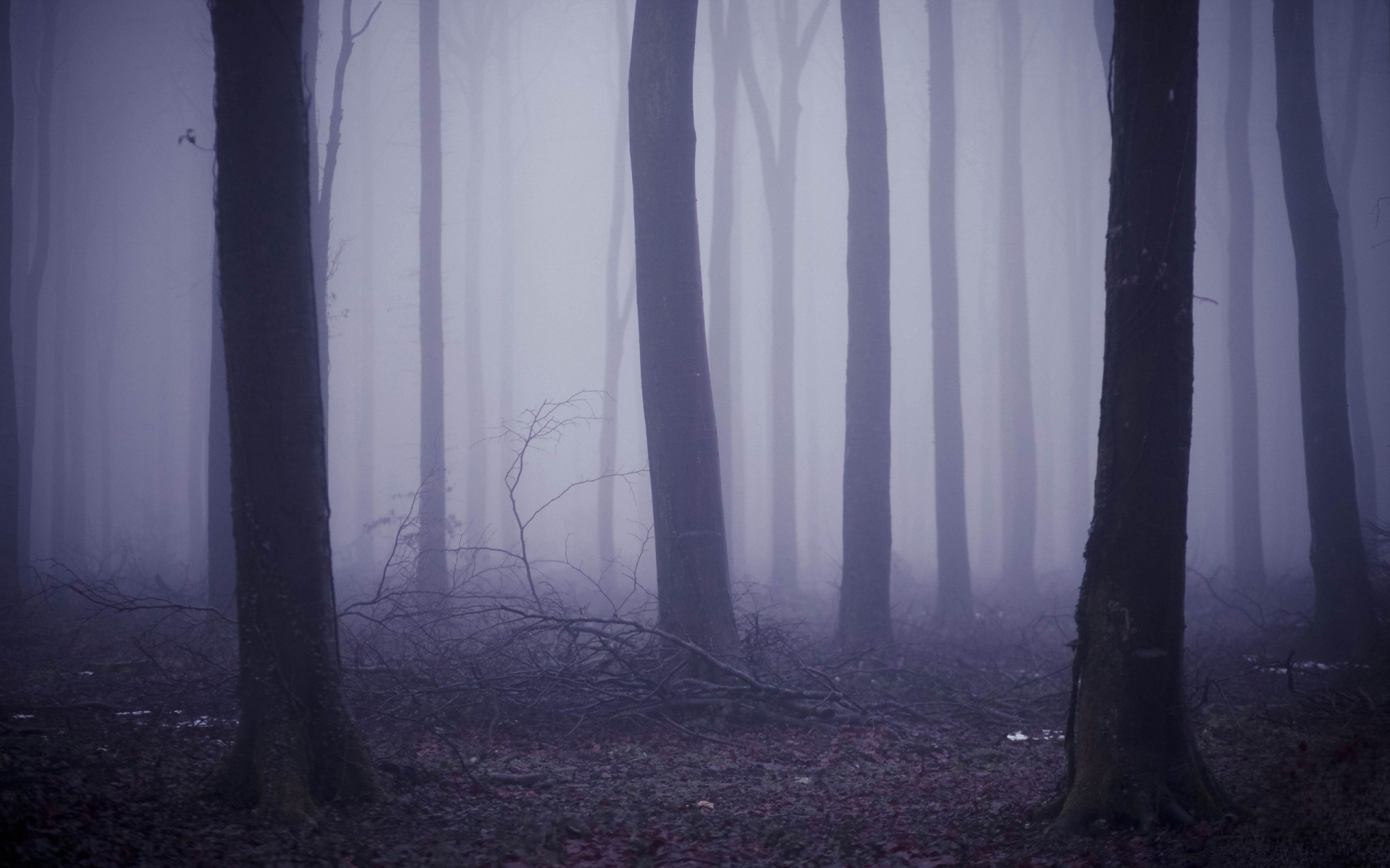 automne brouillard paysage brouillard bois rétro-éclairé bois ombre fantasmagorique lumière mystère