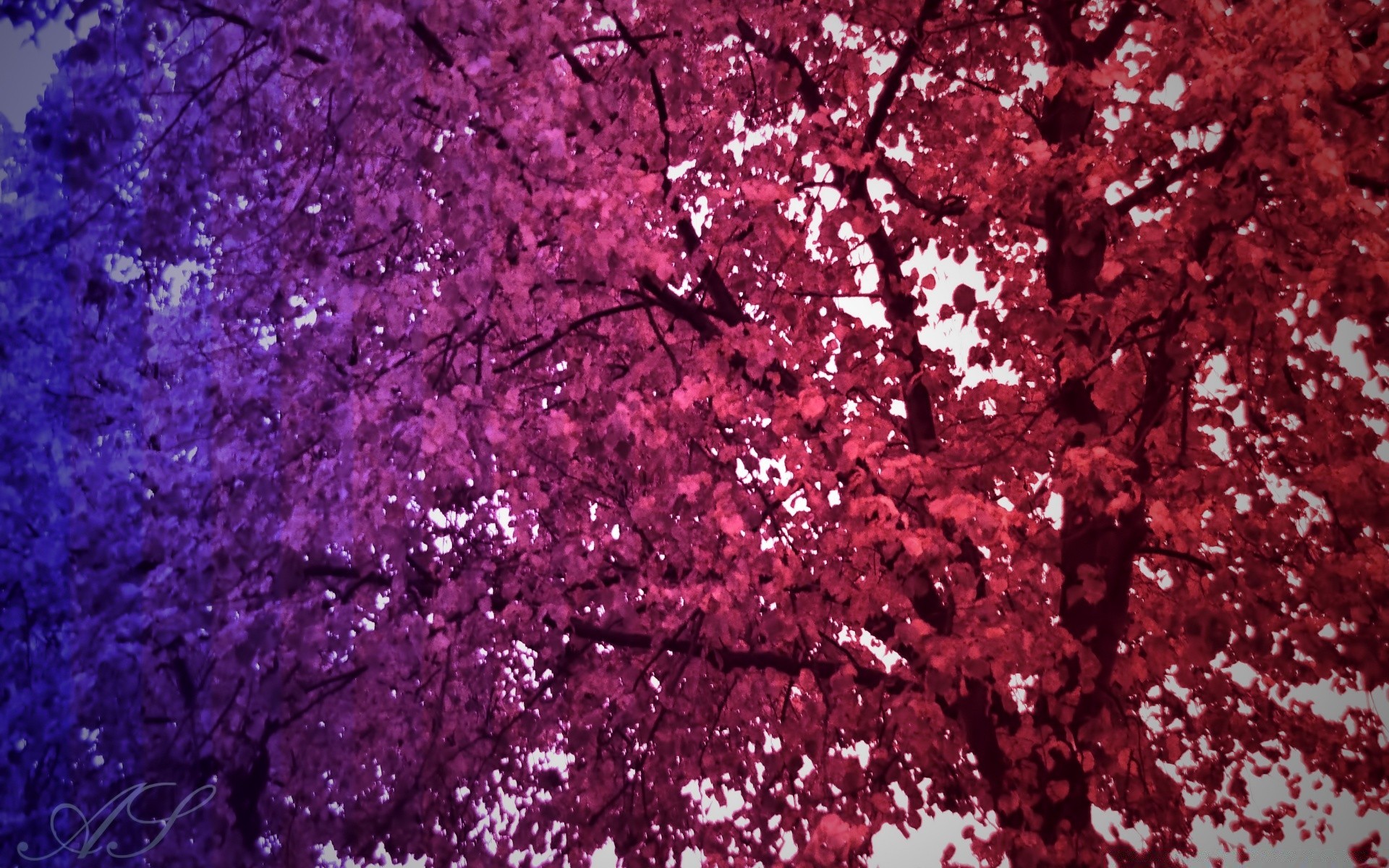 autumn desktop abstract color tree season texture nature