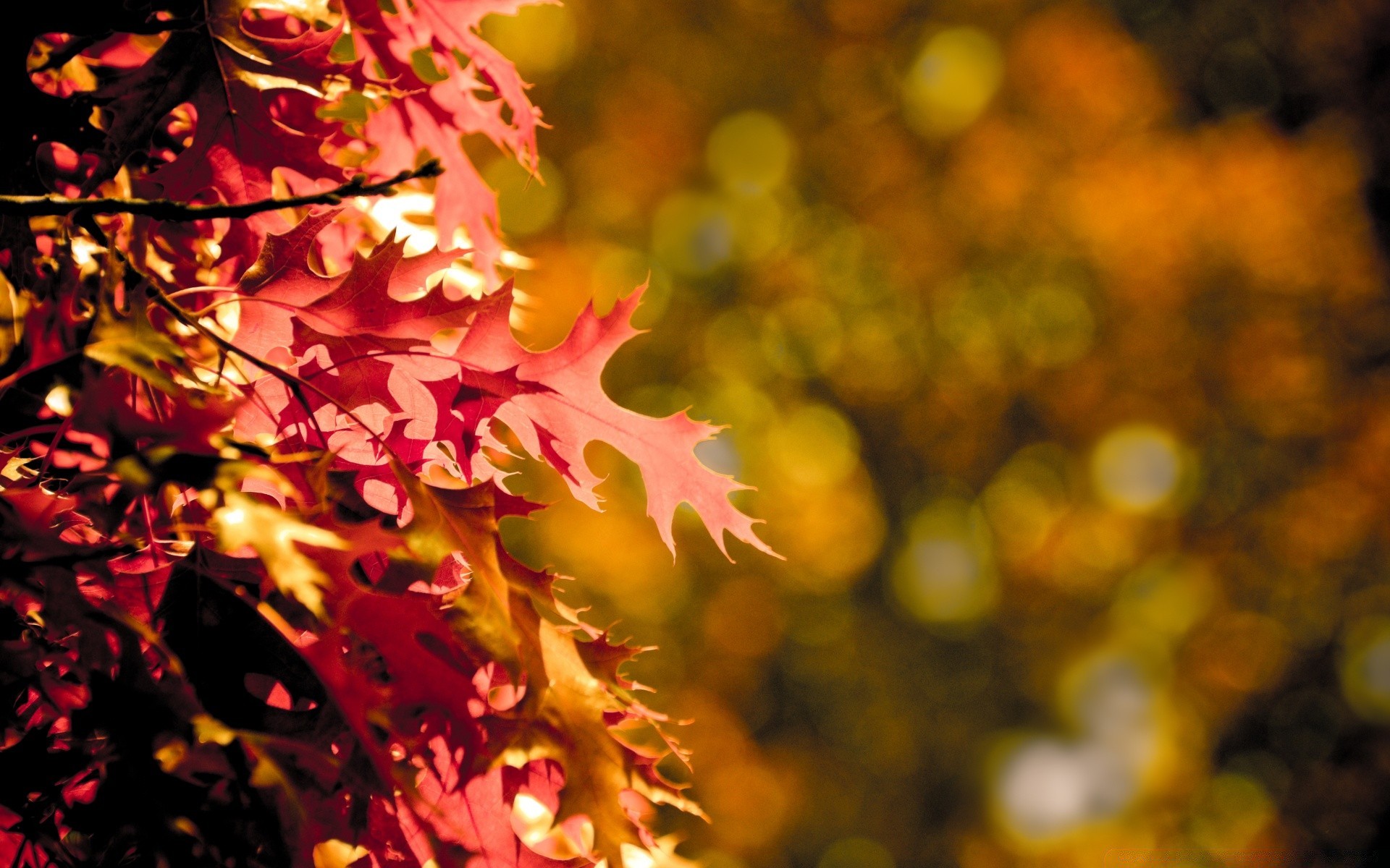 automne automne feuille arbre saison nature couleur lumineux or bois bureau flore branche à l extérieur lumière érable