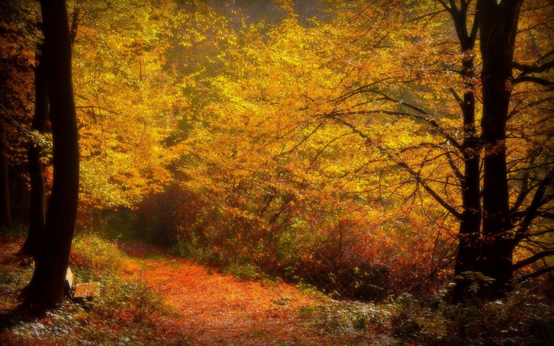 automne automne arbre feuille bois paysage parc érable environnement nature branche brouillard lumière du jour saison à l extérieur brouillard lumière scénique or rétro-éclairé