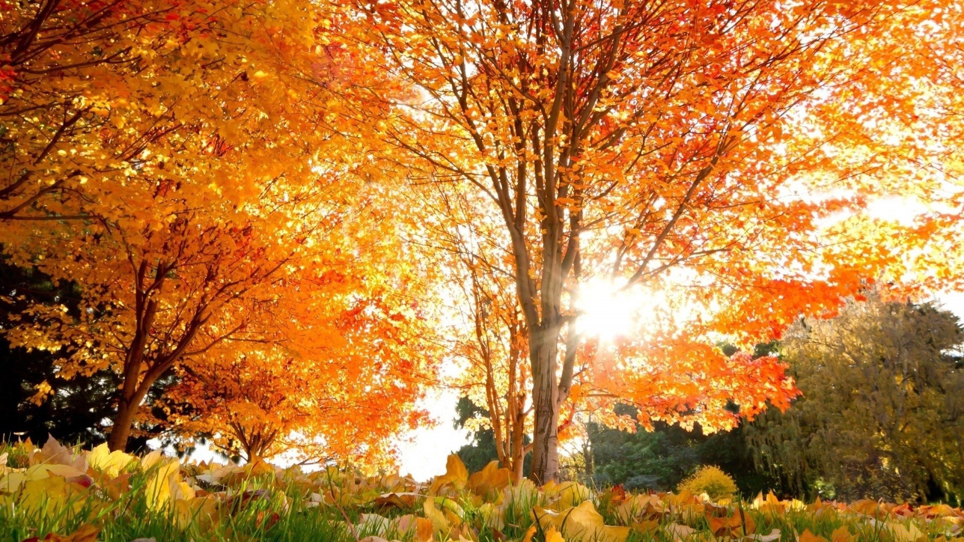 autunno autunno foglia albero acero stagione parco paesaggio natura oro legno all aperto scenic ramo luminoso bel tempo ambiente