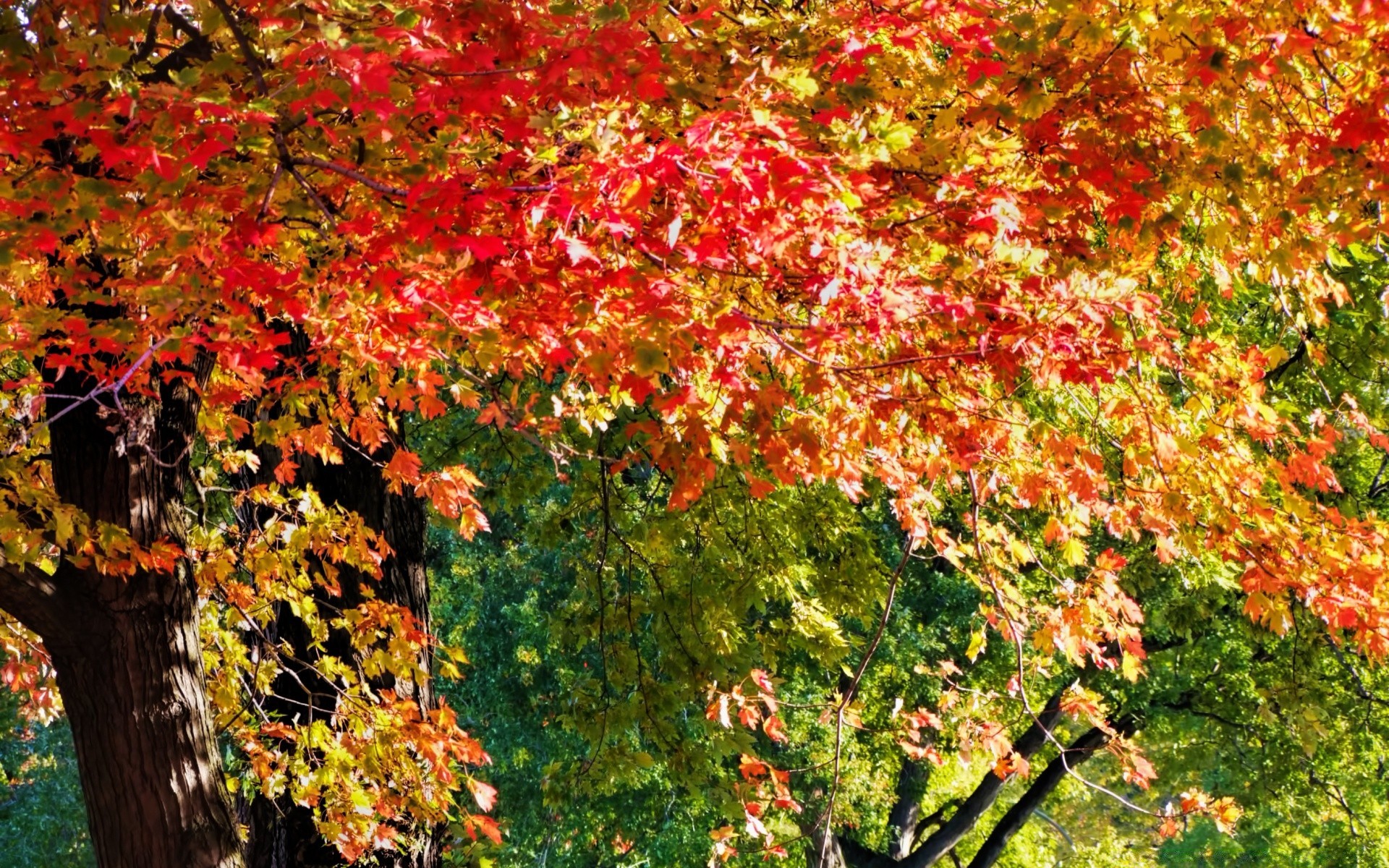 autunno foglia autunno natura maple tree stagione legno vivid outdoor colore lussureggiante flora che cambia parco paesaggio ramo crescita rurale bel tempo