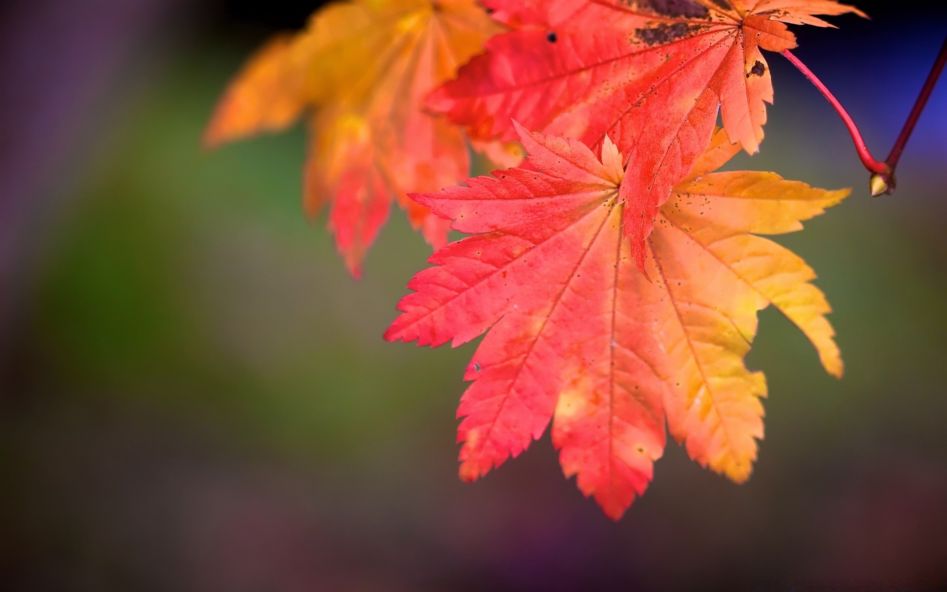 automne feuille nature automne lumineux à l extérieur flore érable saison flou croissance arbre beau temps couleur luxuriante