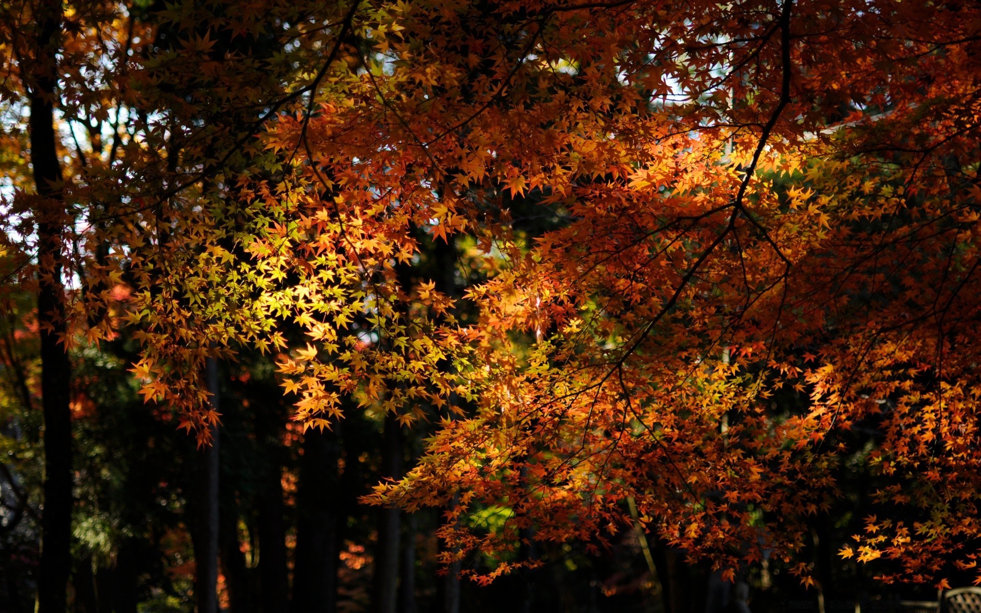 autunno autunno foglia albero acero legno natura luminoso alba stagione paesaggio bel tempo all aperto parco sole lussureggiante ramo scenic oro desktop