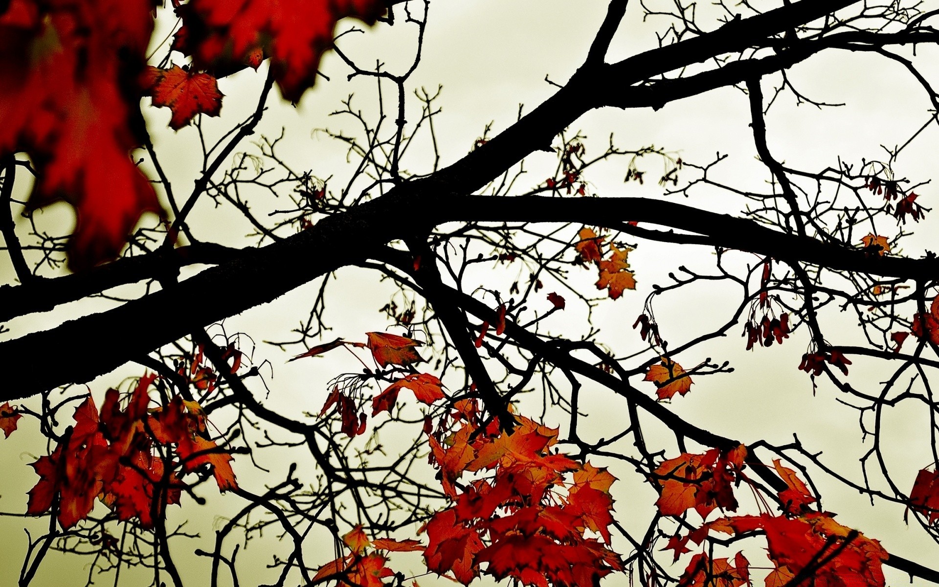 automne arbre branche automne feuille saison nature couleur lumineux flore hiver parc érable paysage bois en plein air