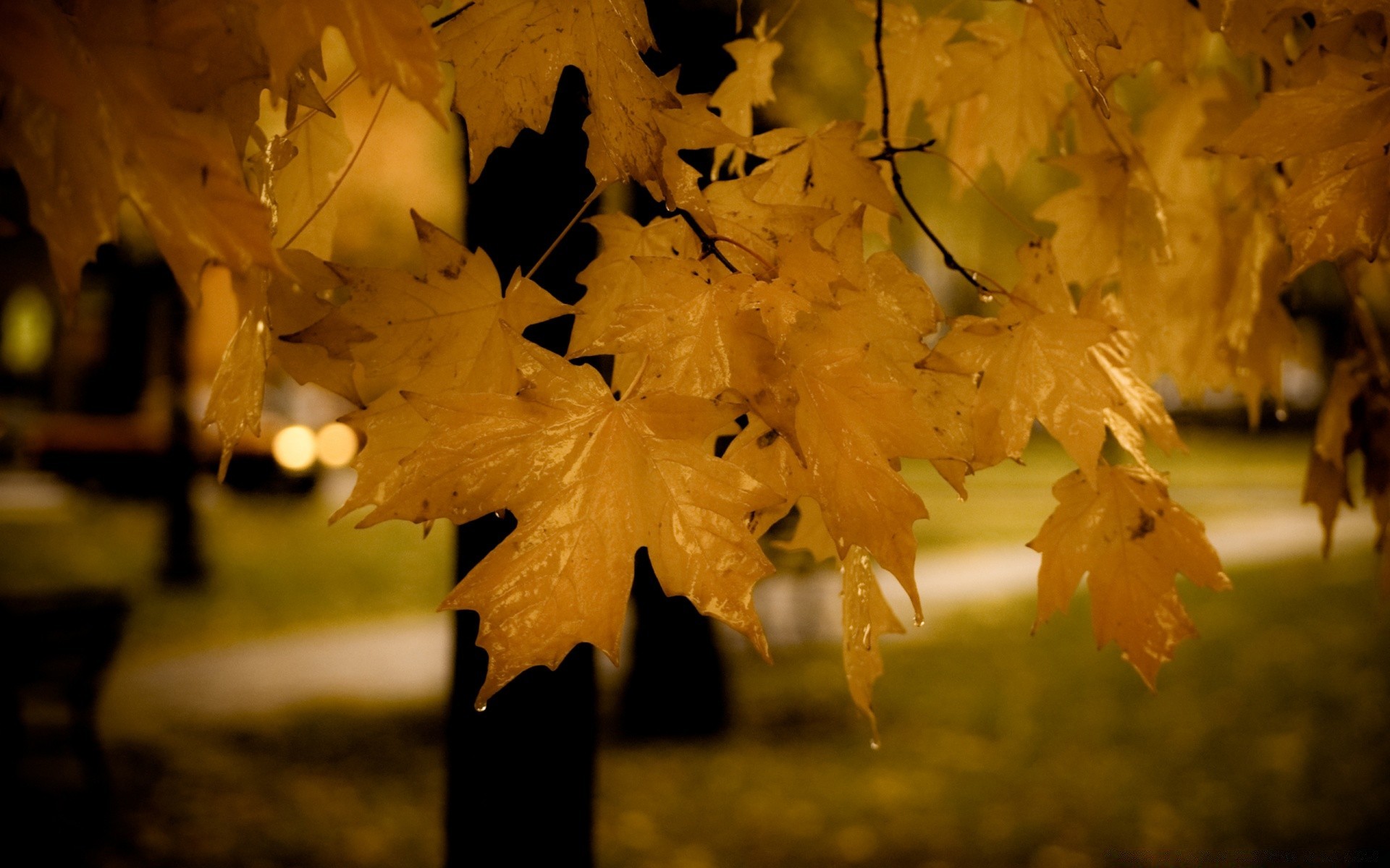 autumn fall leaf maple blur light tree nature outdoors color gold wood bright