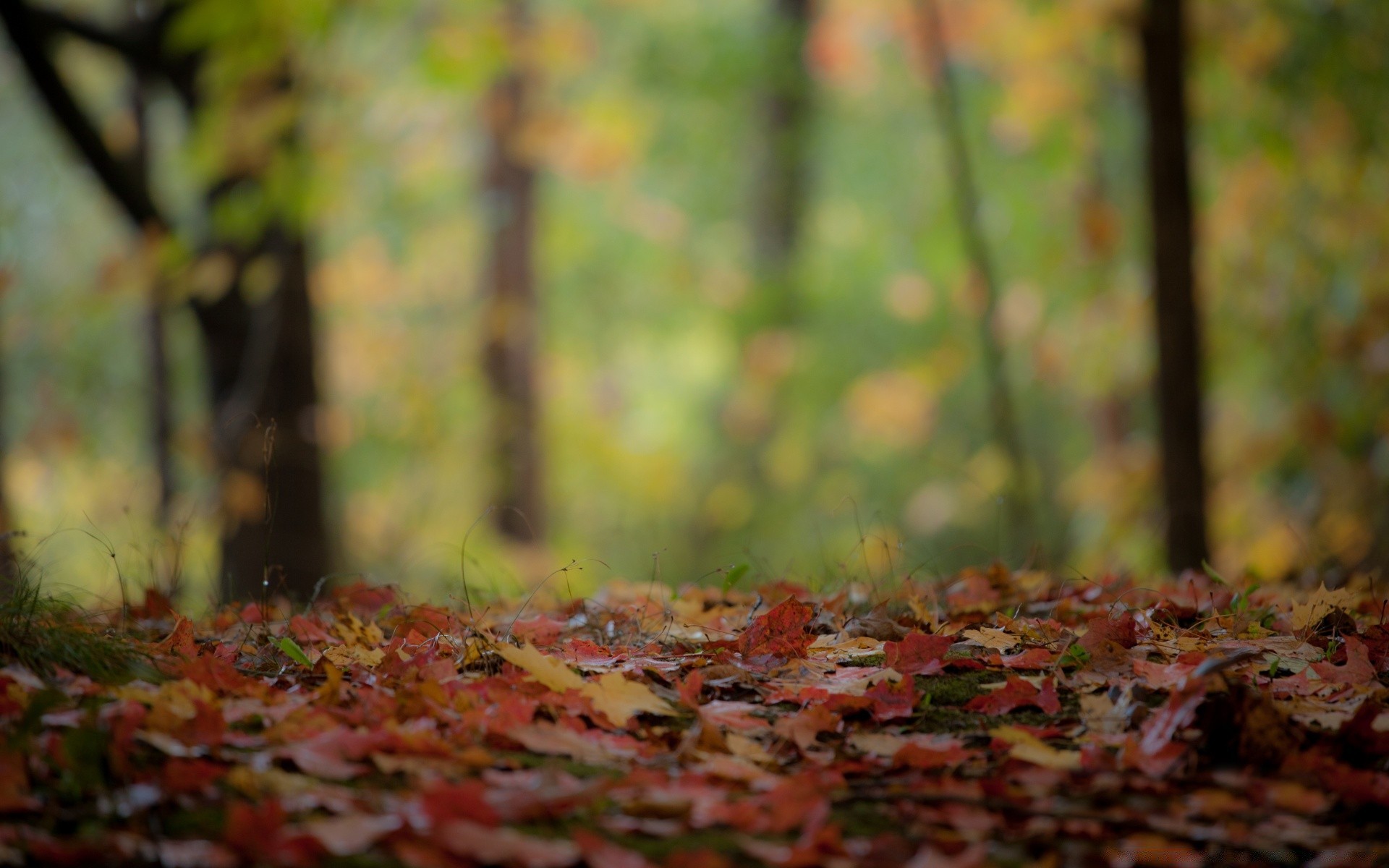 autumn fall leaf wood tree nature season landscape park environment desktop flora color growth maple outdoors texture light branch garden