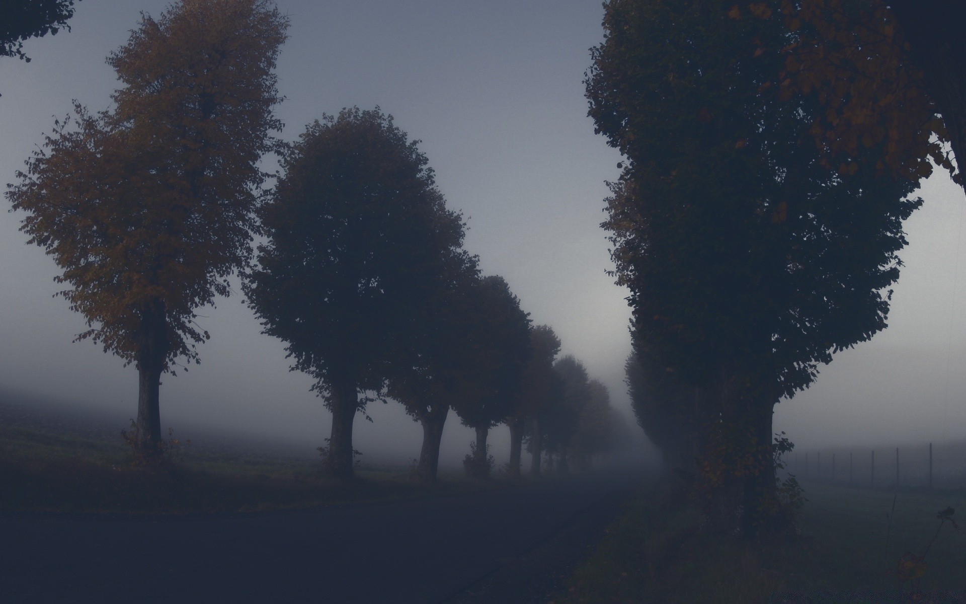 herbst baum nebel dämmerung im freien nebel winter schnee hintergrundbeleuchtung holz nadelbaum evergreen sonnenuntergang landschaft natur silhouette herbst sonne abend blatt