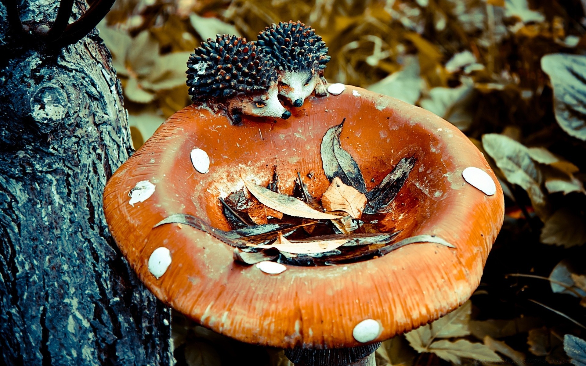 autumn fungus food mushroom wood invertebrate group fall fish