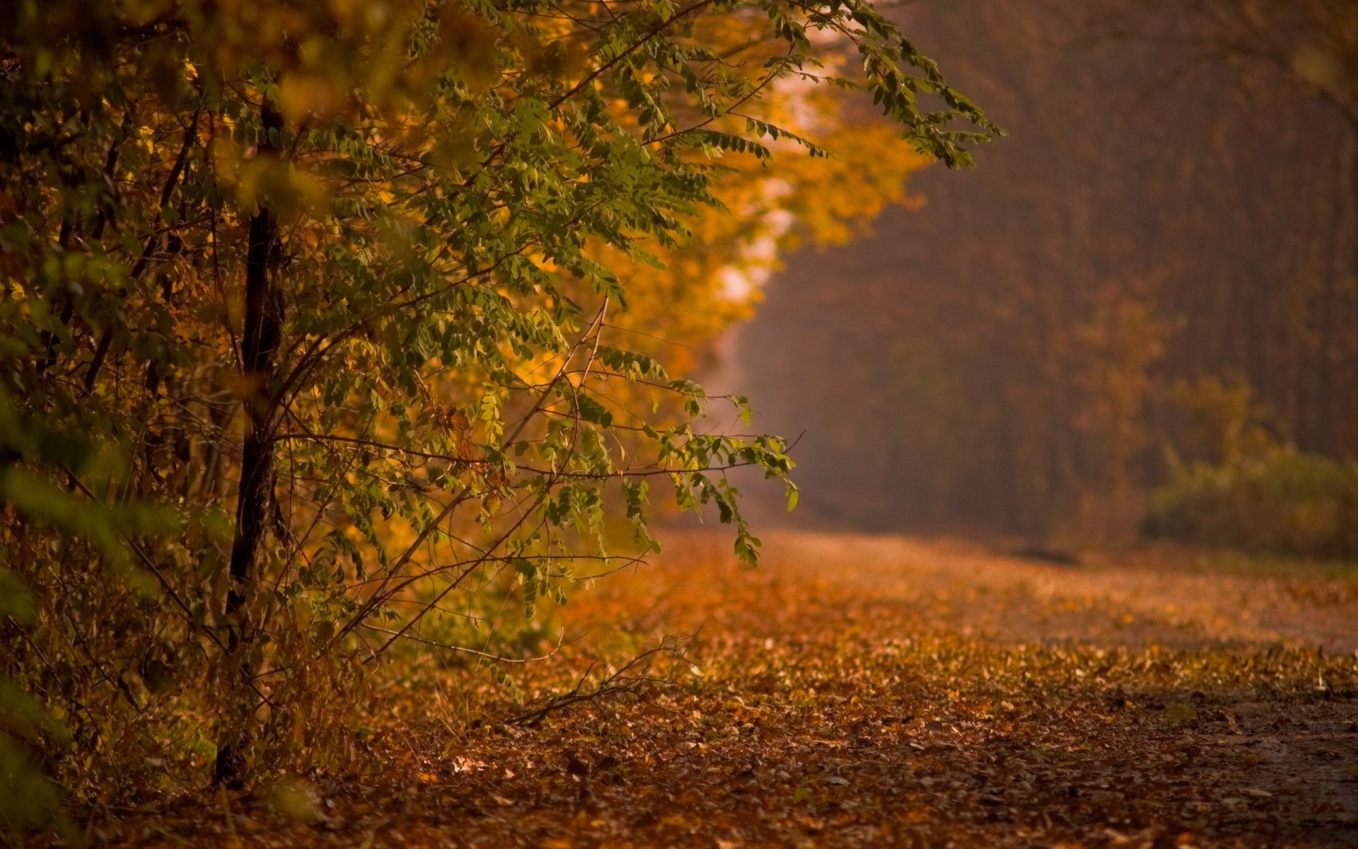 automne automne arbre feuille bois paysage nature à l extérieur aube lumière lumière du jour rétro-éclairé parc or beau temps soleil brouillard saison environnement couleur