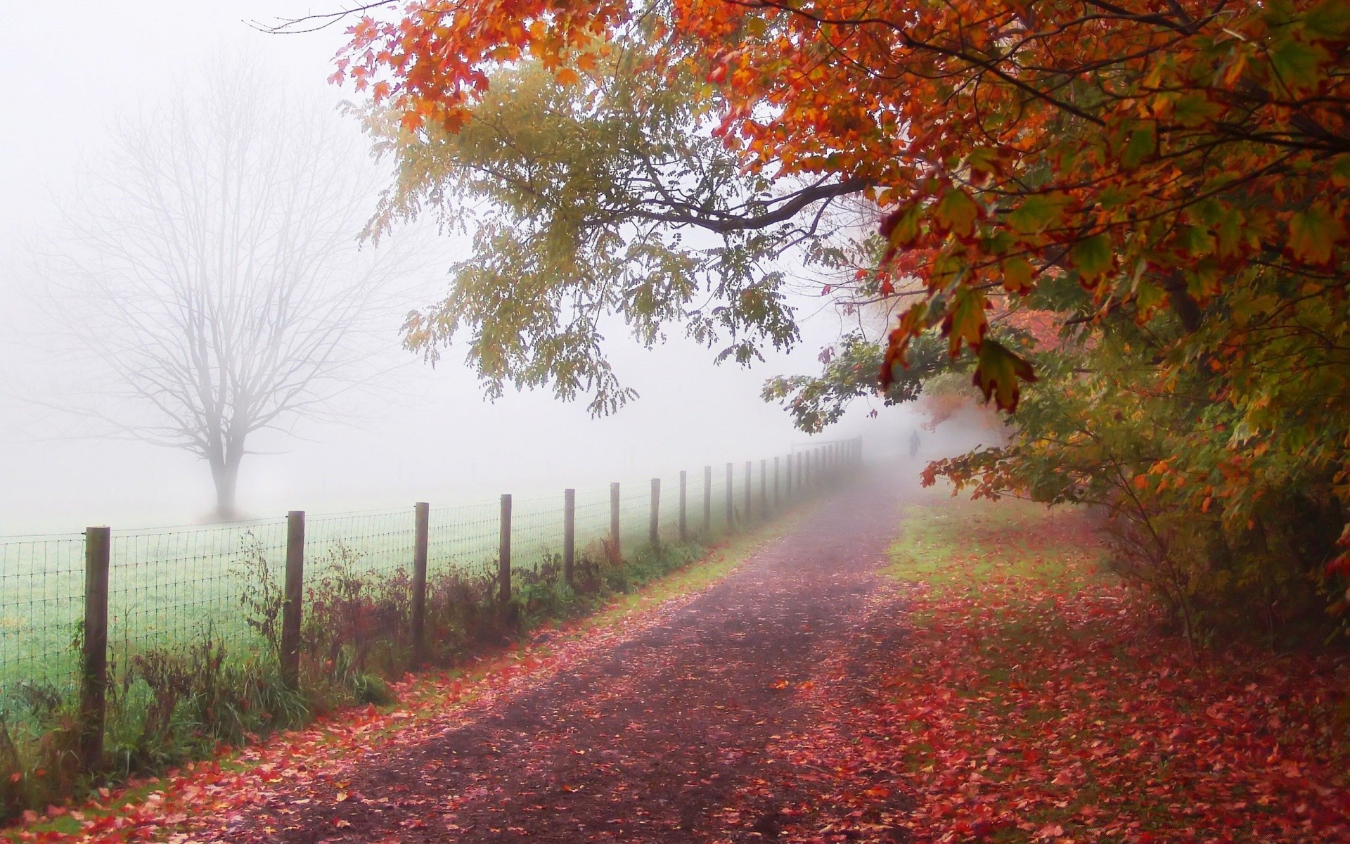 automne automne arbre feuille paysage nature bois saison brouillard parc route à l extérieur érable aube campagne scénique brouillard rural branche lumineux