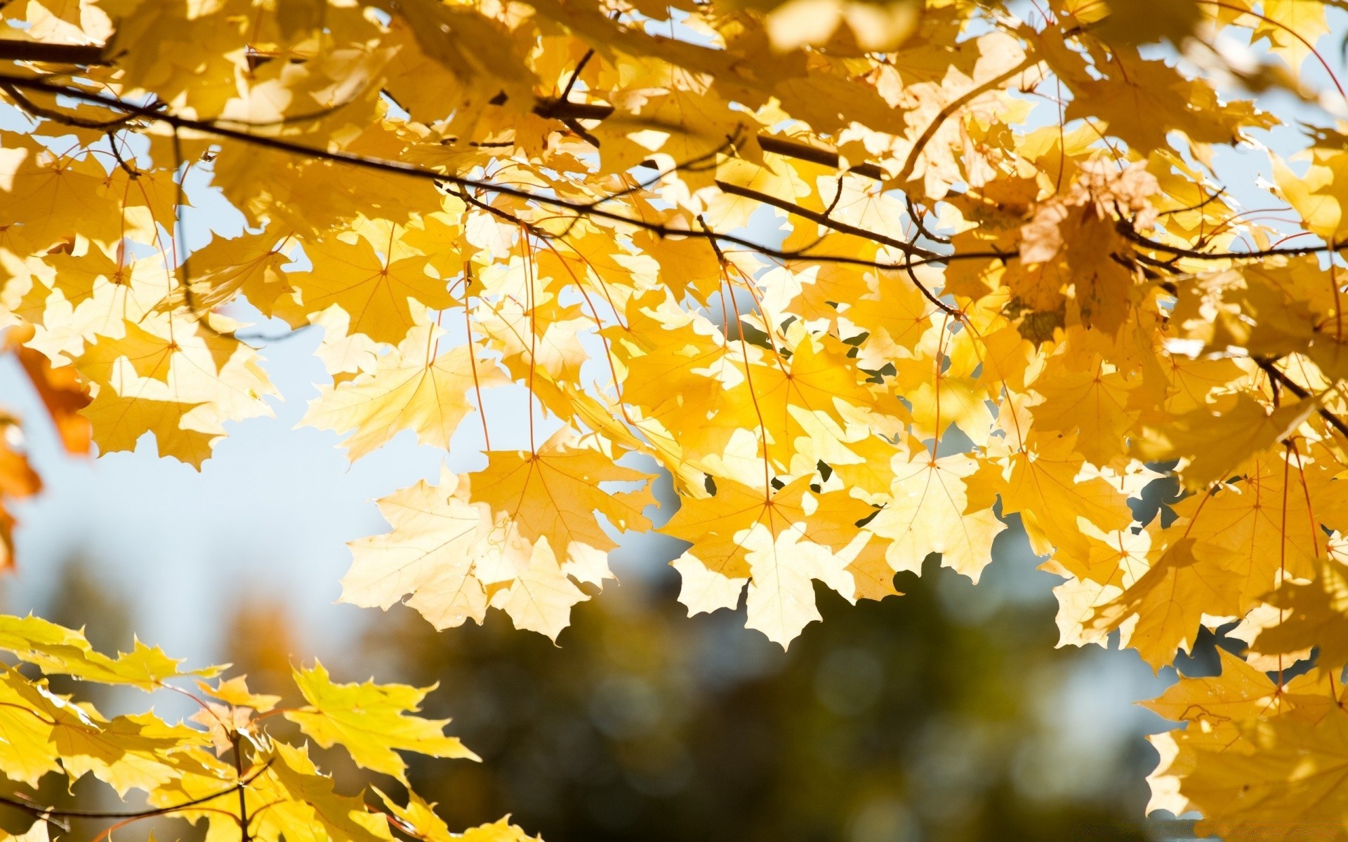 autunno foglia autunno stagione acero albero ramo oro natura flora vivid colore parco all aperto vivid desktop cambiare close-up bel tempo legno