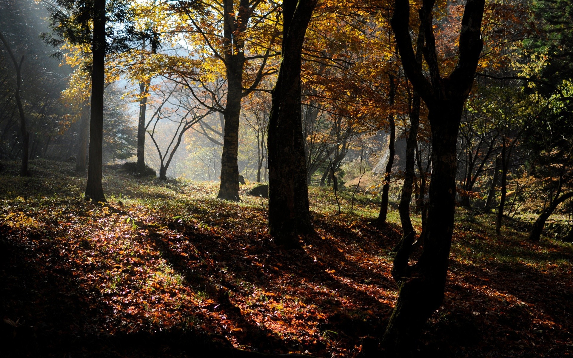 automne automne arbre bois feuille paysage parc nature aube beau temps environnement guide saison soleil à l extérieur luxuriante pittoresque branche brouillard route