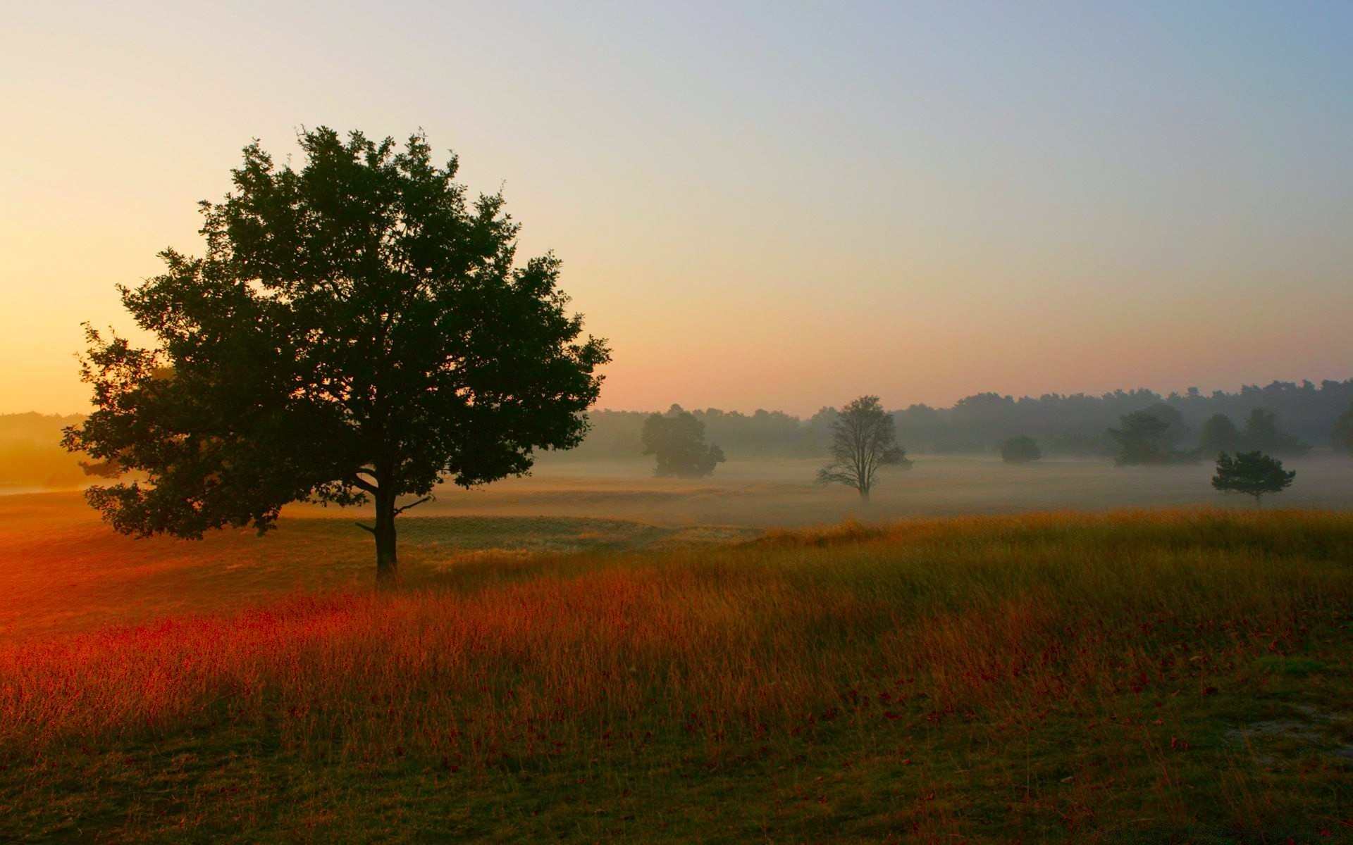 herbst landschaft dämmerung baum sonnenuntergang sonne nebel abend natur herbst feld himmel hintergrundbeleuchtung landschaft licht gras nebel im freien gutes wetter dämmerung