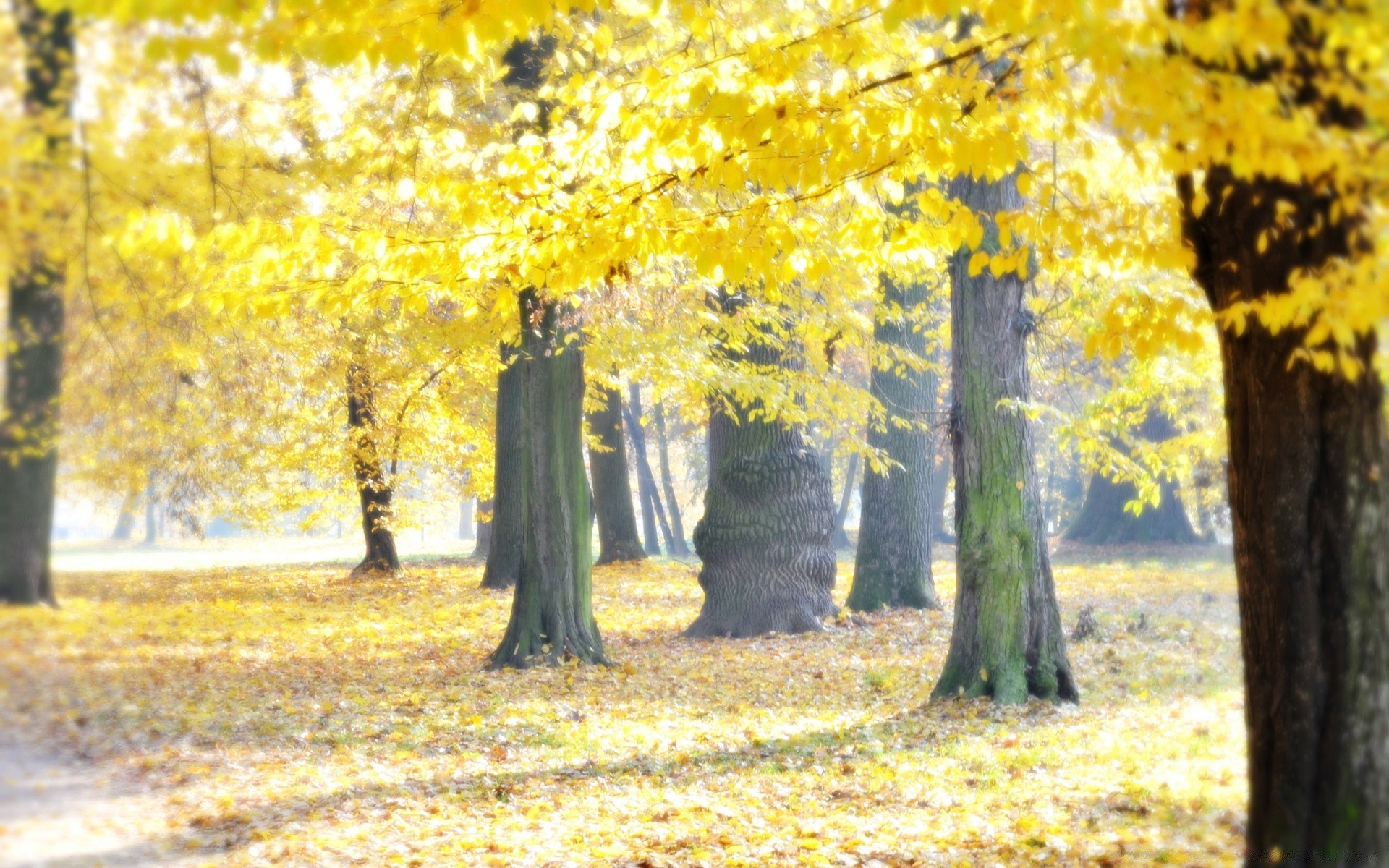 automne automne feuille bois bois parc érable saison nature paysage guide beau temps brouillard branche paysage soleil pittoresque campagne rural or lumineux