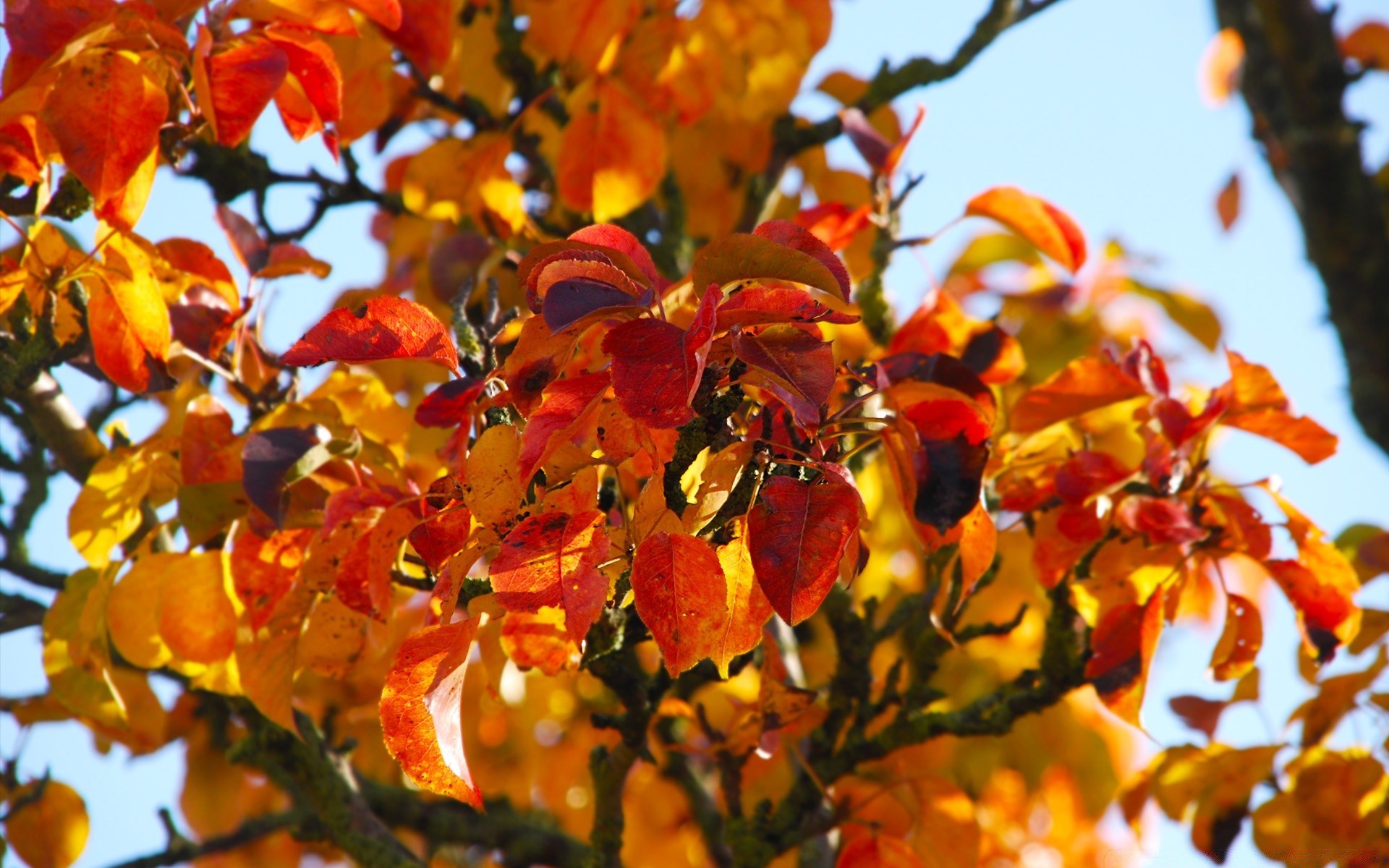 autumn leaf nature fall tree branch outdoors season bright flora fair weather color flower park close-up garden summer sun