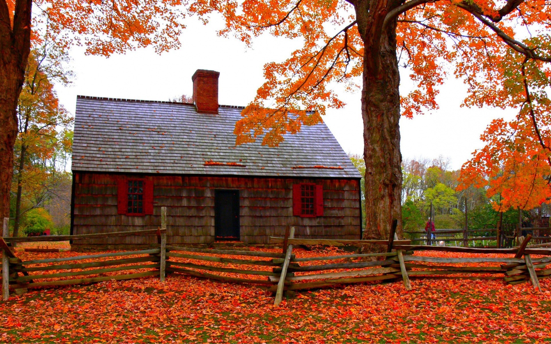 autunno autunno foglia albero legno stagione casa all aperto maple park natura