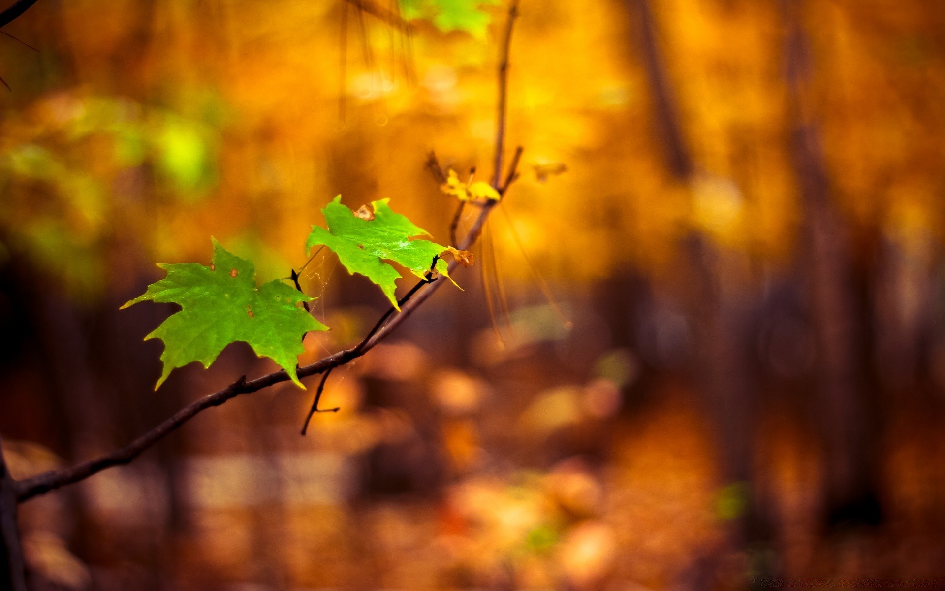 automne automne feuille arbre nature à l extérieur érable saison bois couleur lumineux beau temps soleil flore croissance lumière branche flou or