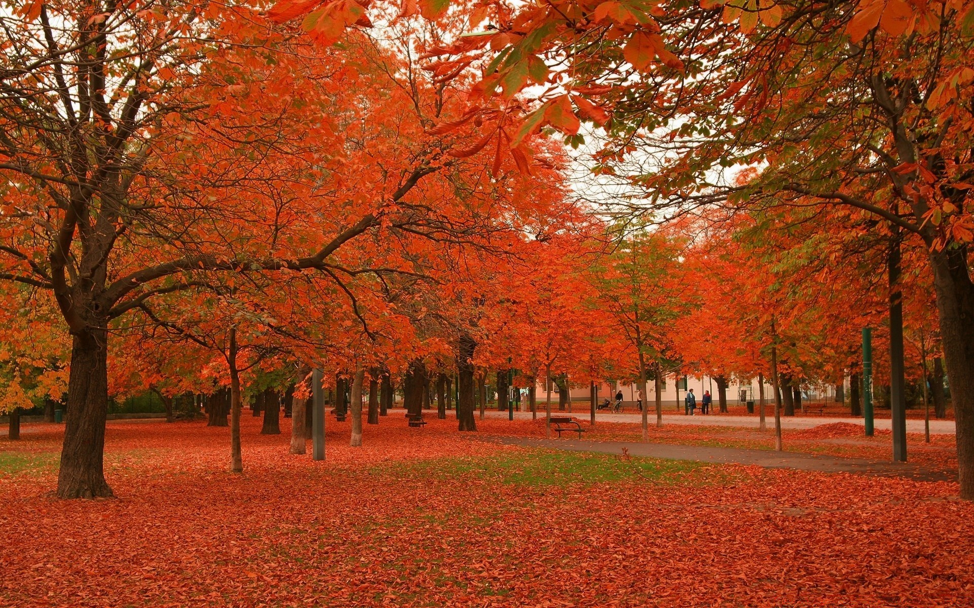 sonbahar sonbahar ağaç yaprak manzara park akçaağaç sezon doğal doğa ahşap açık havada sahne şube renk