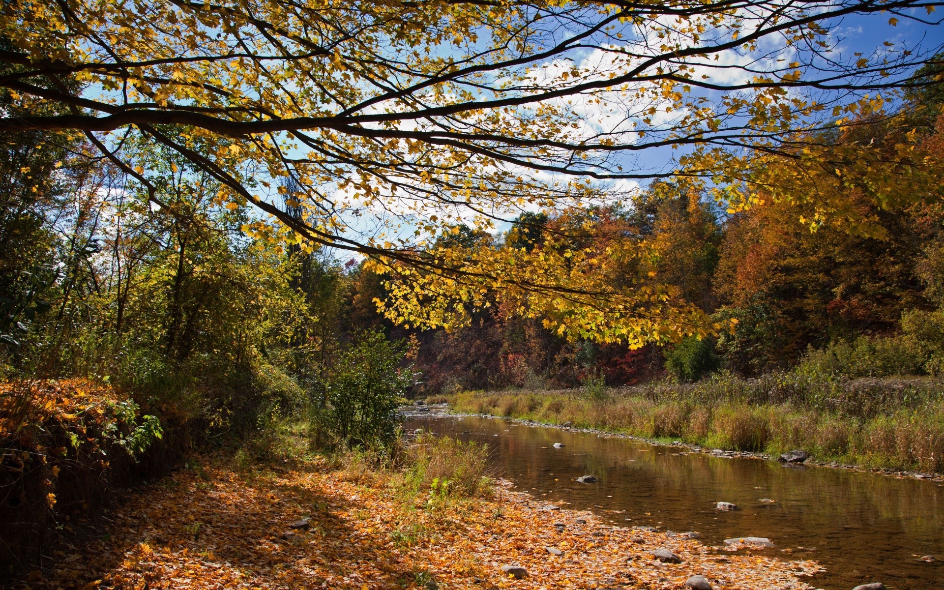 herbst herbst holz landschaft natur blatt holz saison im freien landschaftlich park fluss ahorn wasser umwelt landschaft landschaft gutes wetter filiale