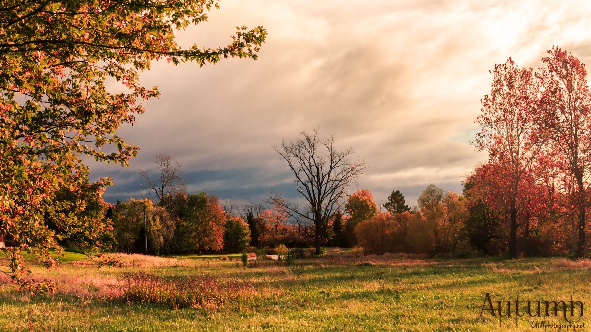 automne automne nature rural paysage campagne arbre aube à l extérieur feuille beau temps soleil herbe lumineux bois saison