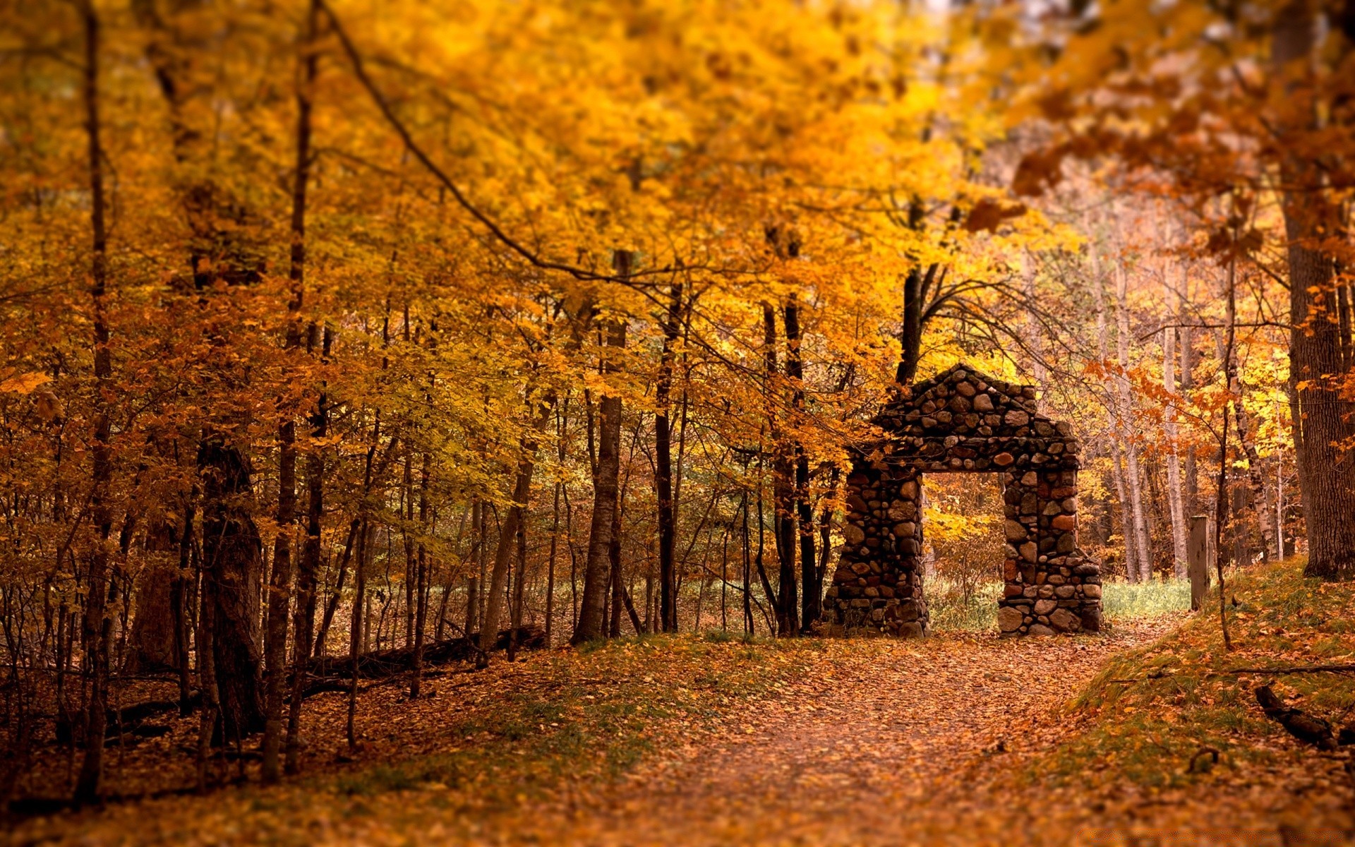 otoño otoño árbol madera hoja paisaje parque temporada carretera naturaleza escénico amanecer guía oro arce rama al aire libre buen tiempo luz