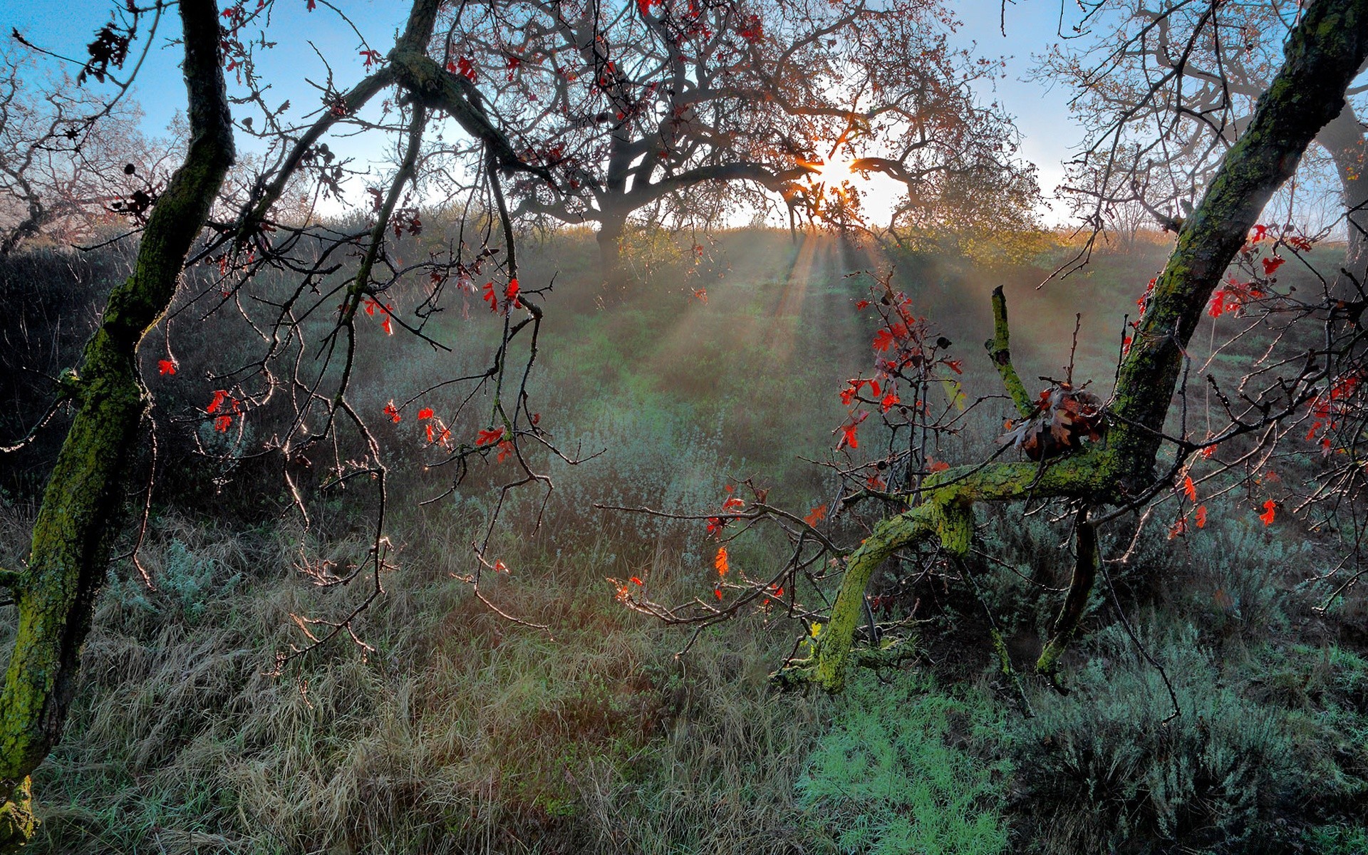 jesień drzewo drewno natura krajobraz jesień liść oddział park środowisko na zewnątrz flora sezon świt kolor sceniczny światło dzienne trawa piękne