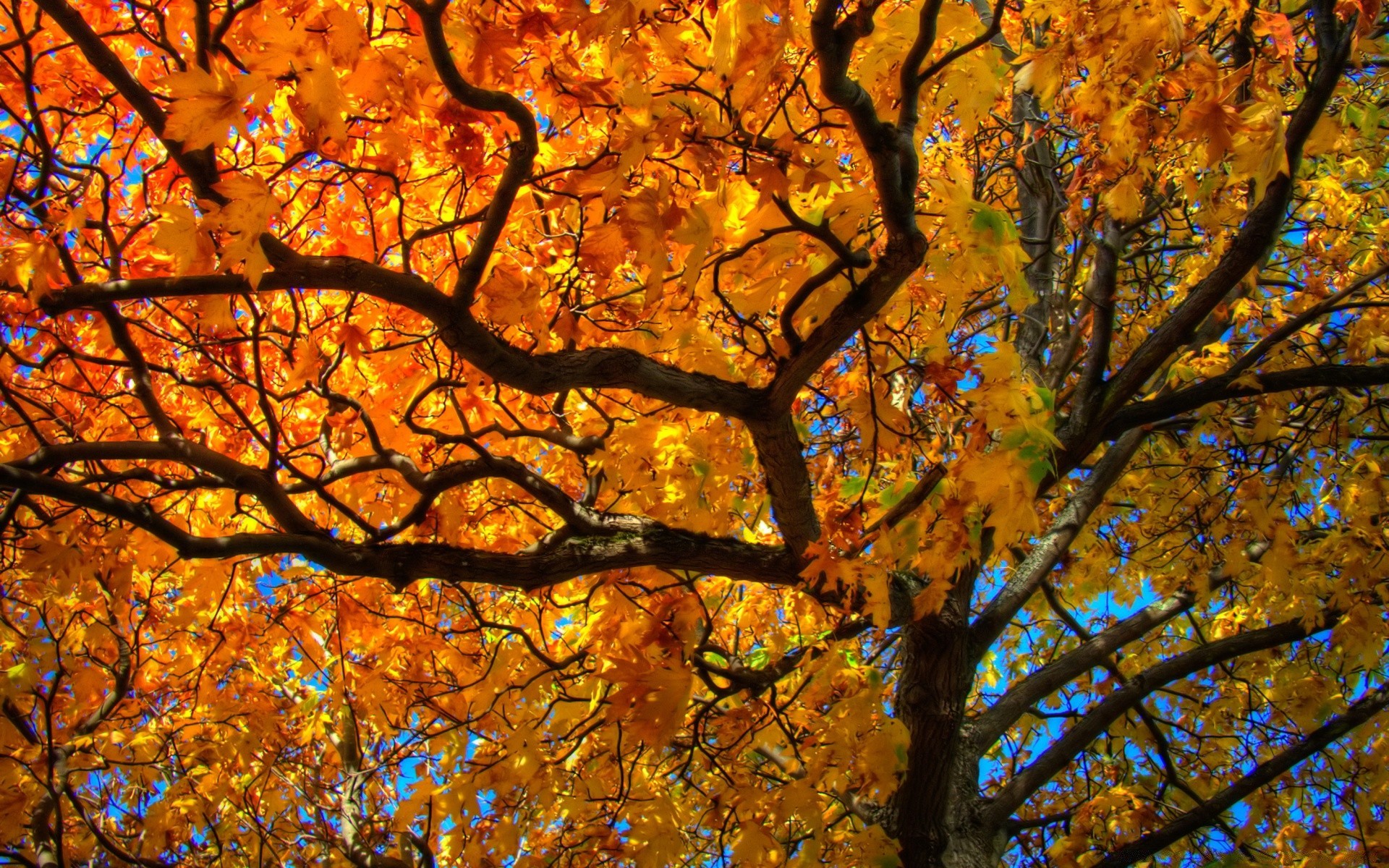 otoño otoño hoja arce árbol temporada oro rama brillante naturaleza paisaje madera cambio buen tiempo parque escénico color sol