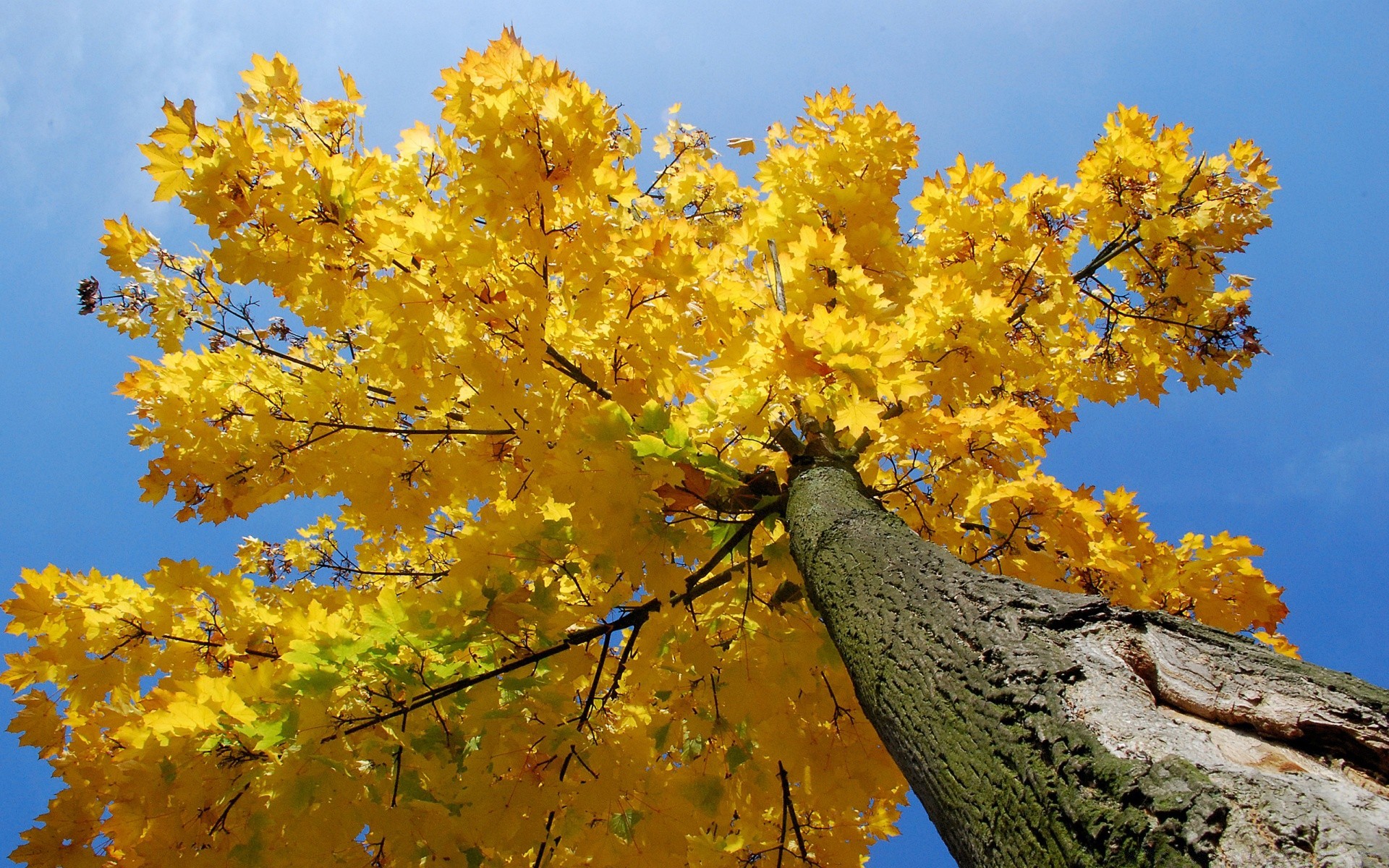 automne arbre feuille automne nature saison branche à l extérieur bois couleur beau temps flore lumière du jour parc érable lumineux or