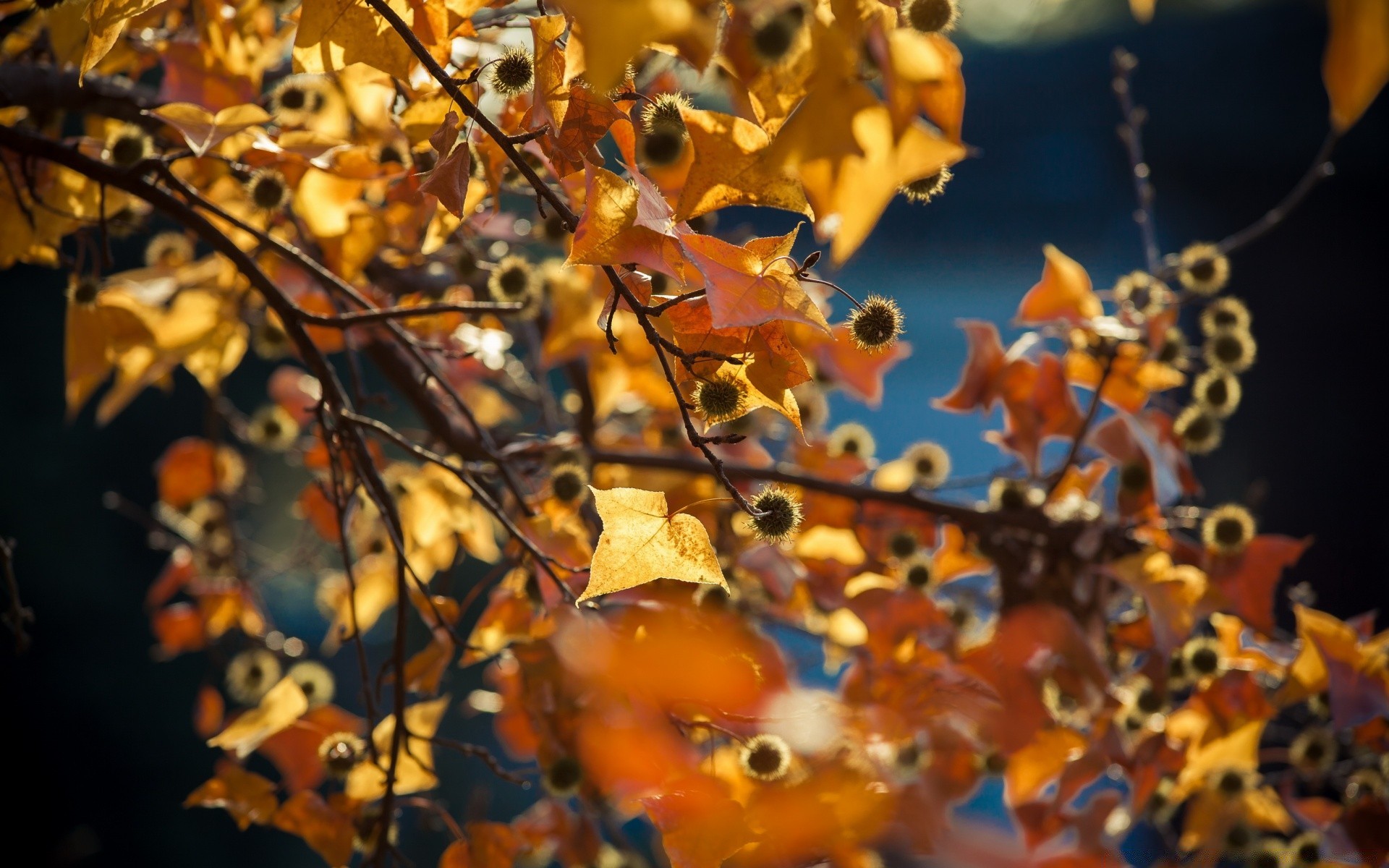 herbst herbst blatt holz desktop farbe natur saison gold hell im freien