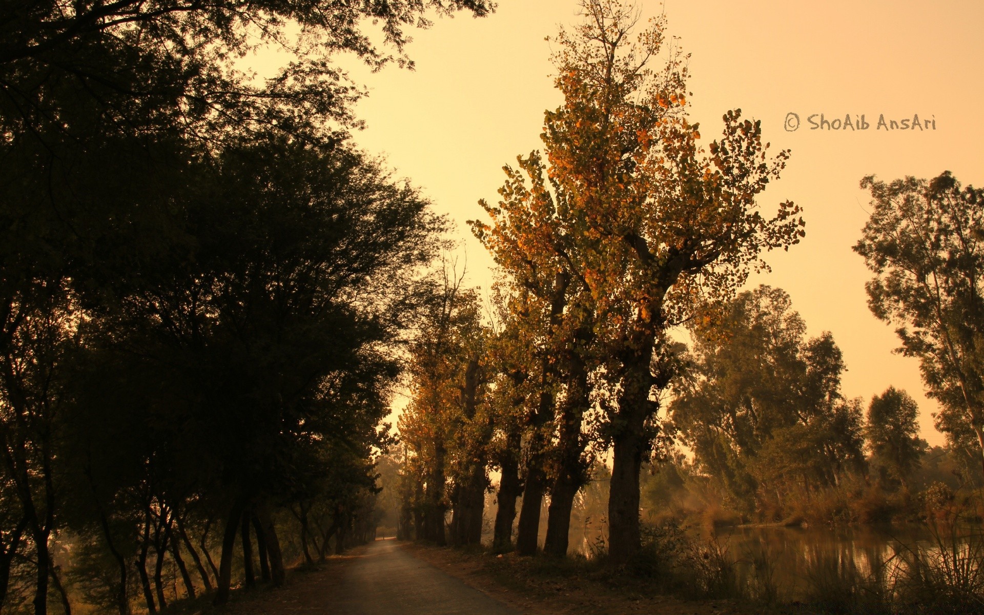 autunno albero legno paesaggio all aperto alba natura nebbia bel tempo foglia sole campagna inverno ramo autunno nebbia uno tempo